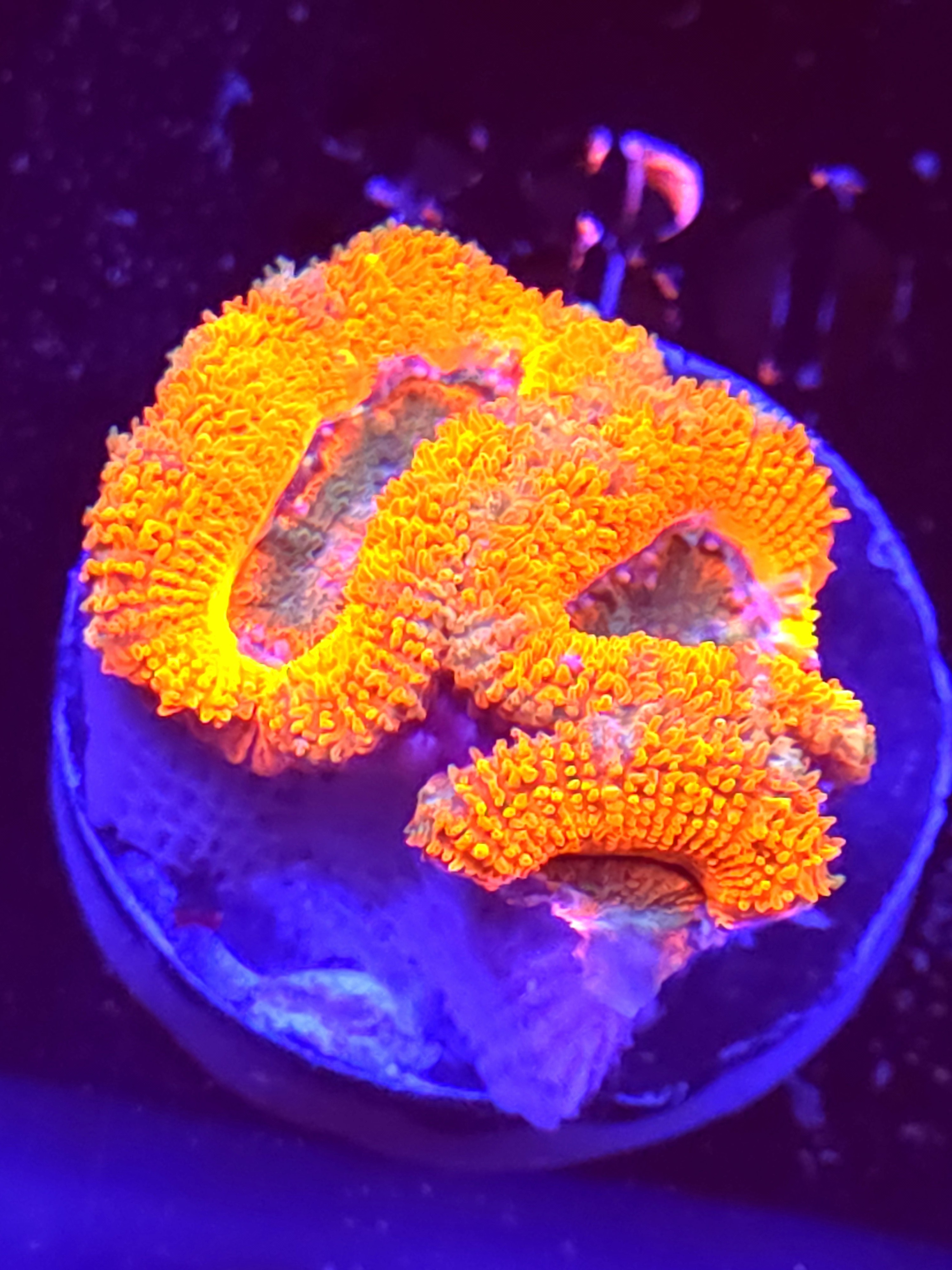 SBB "Pink Chaos" Acan 2 Heads