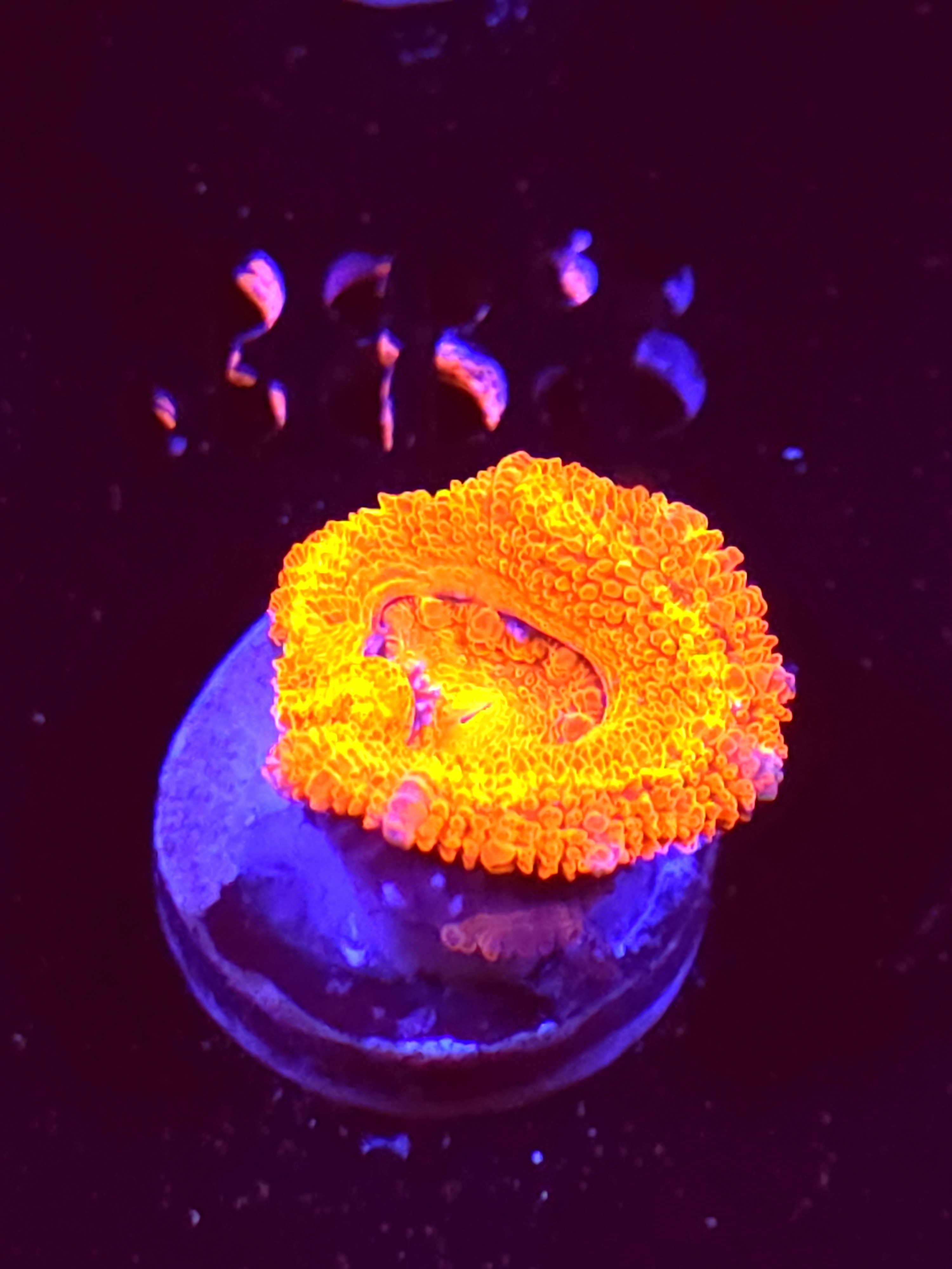 SBB "Toxic Taffy" Acan 1 Head