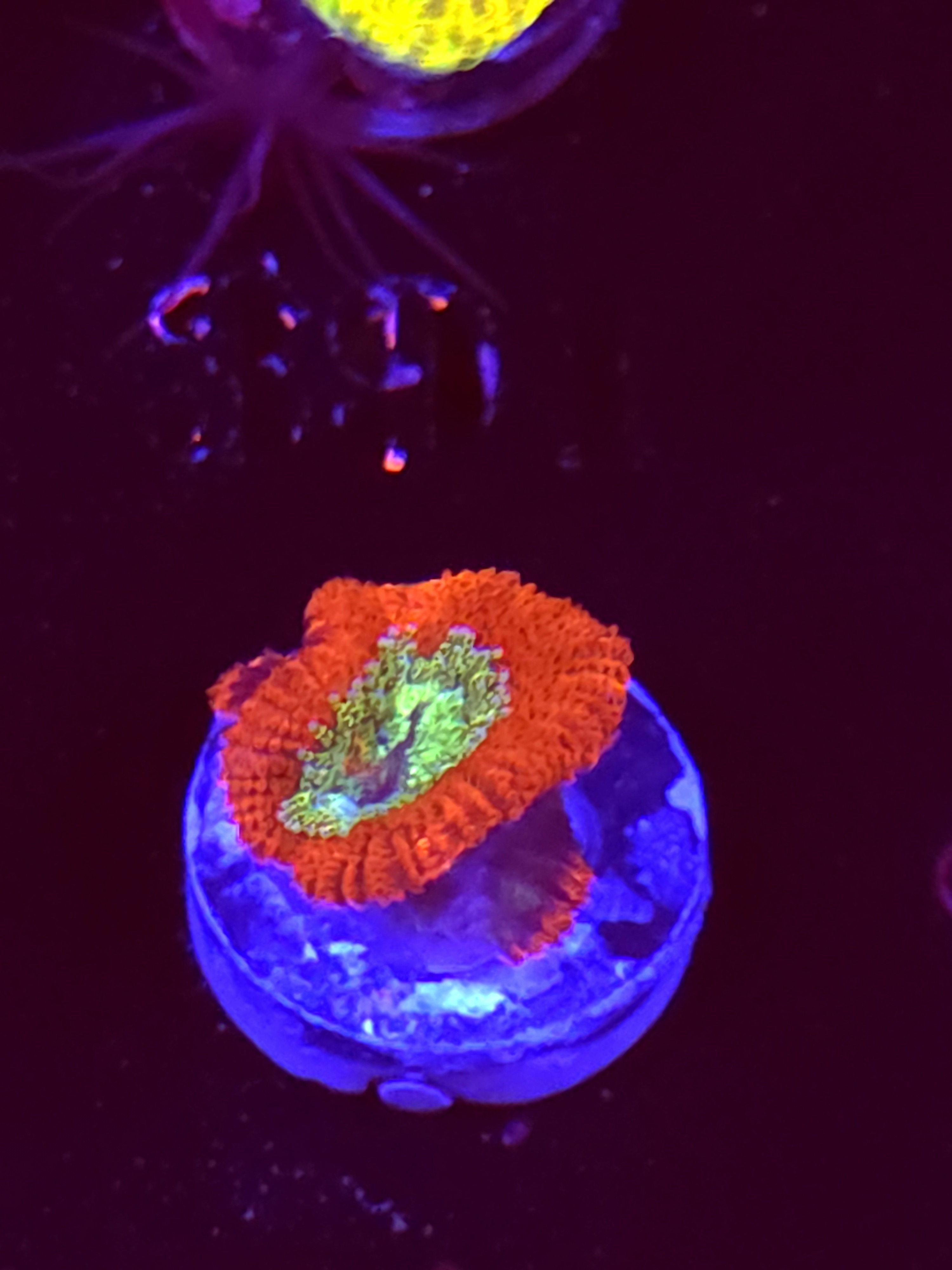 SBB "Hyper Bite" Acan 1 Head