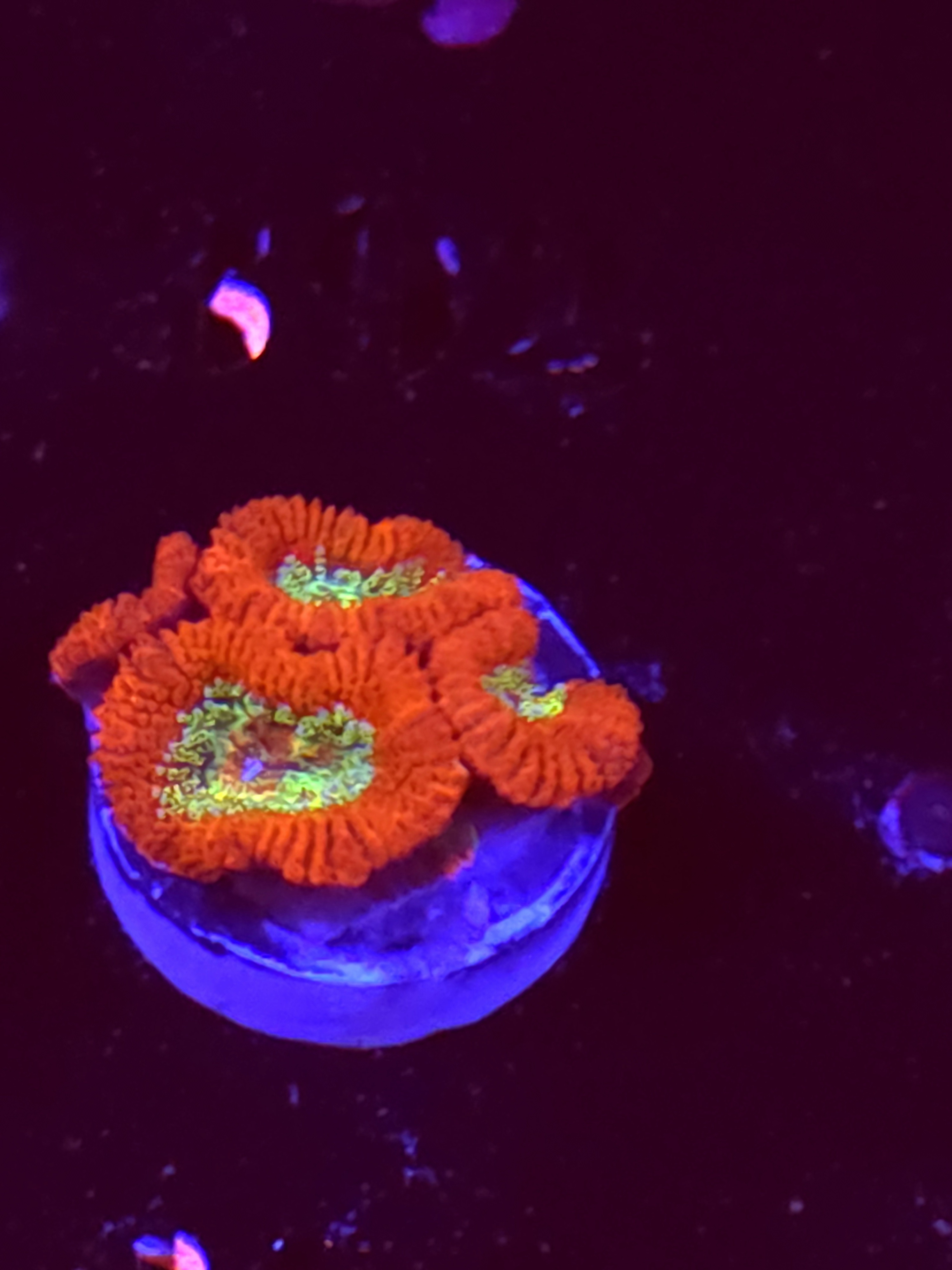 SBB "Mystery Signature" Acan 4 Heads