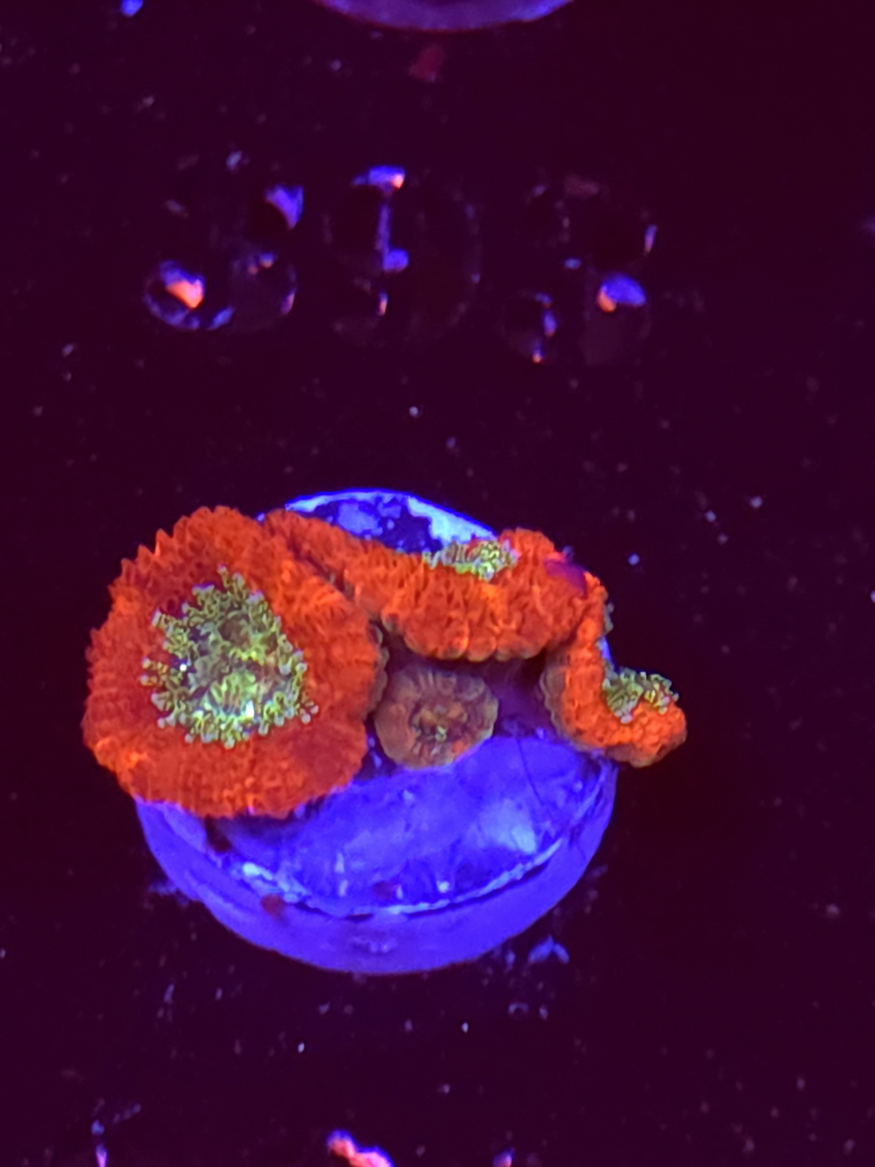 SBB "Hyper Bite" Acan 3 Heads