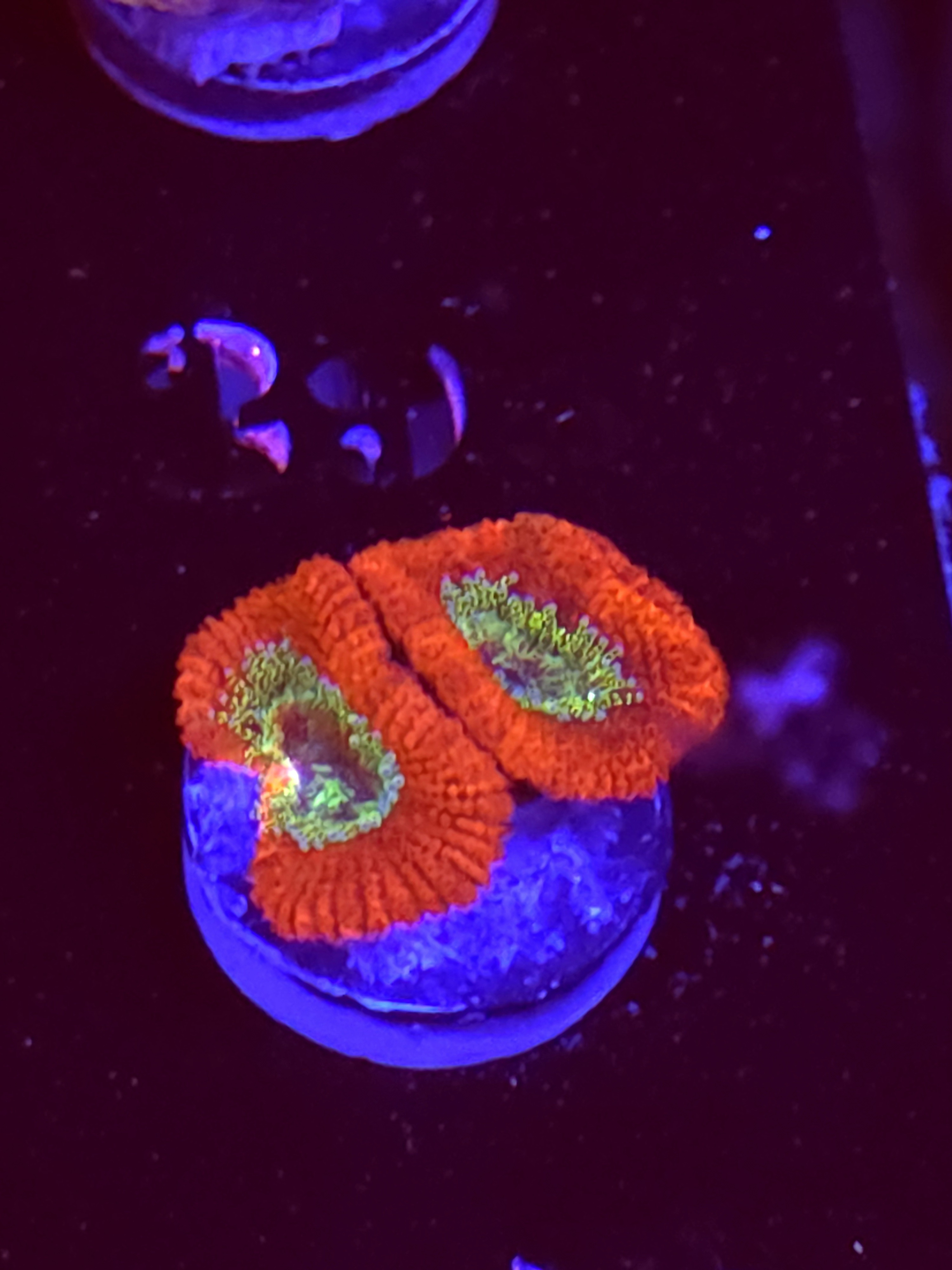 SBB "Hyper Bite" Acan 2 Heads