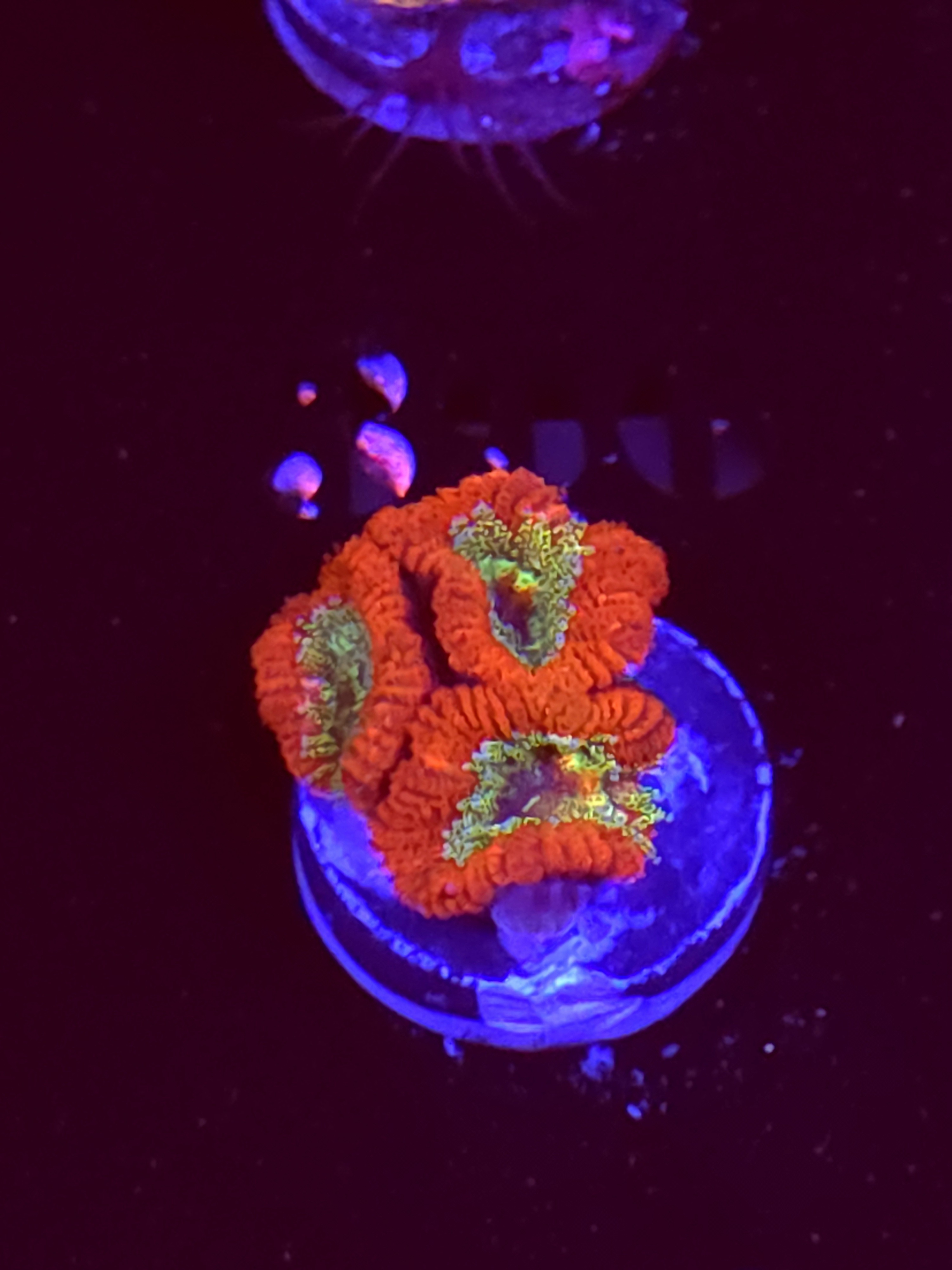 SBB "Hyper Bite" Acan 3 Heads