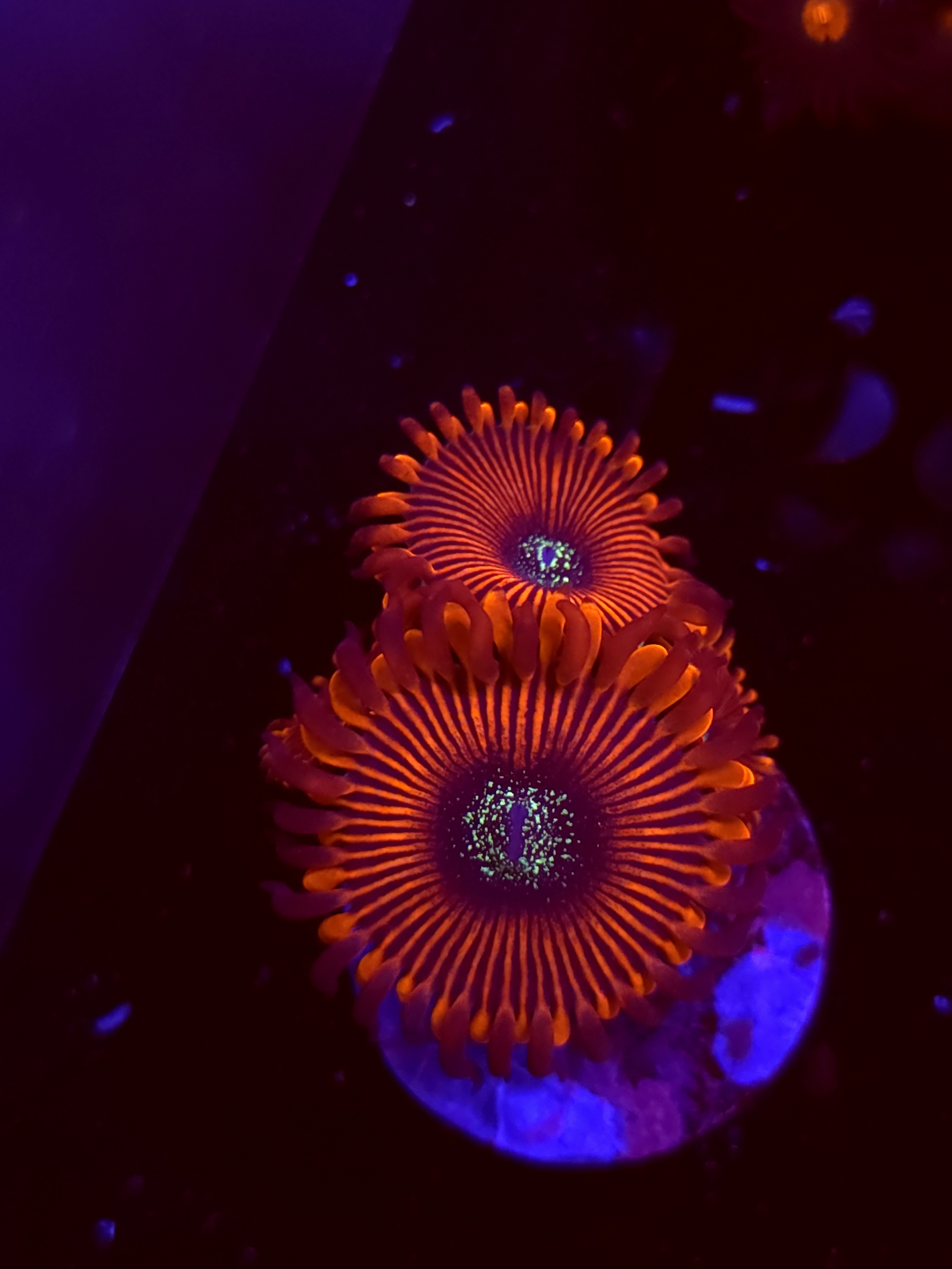 SBB "Magicians" Zoa 2 Polyps