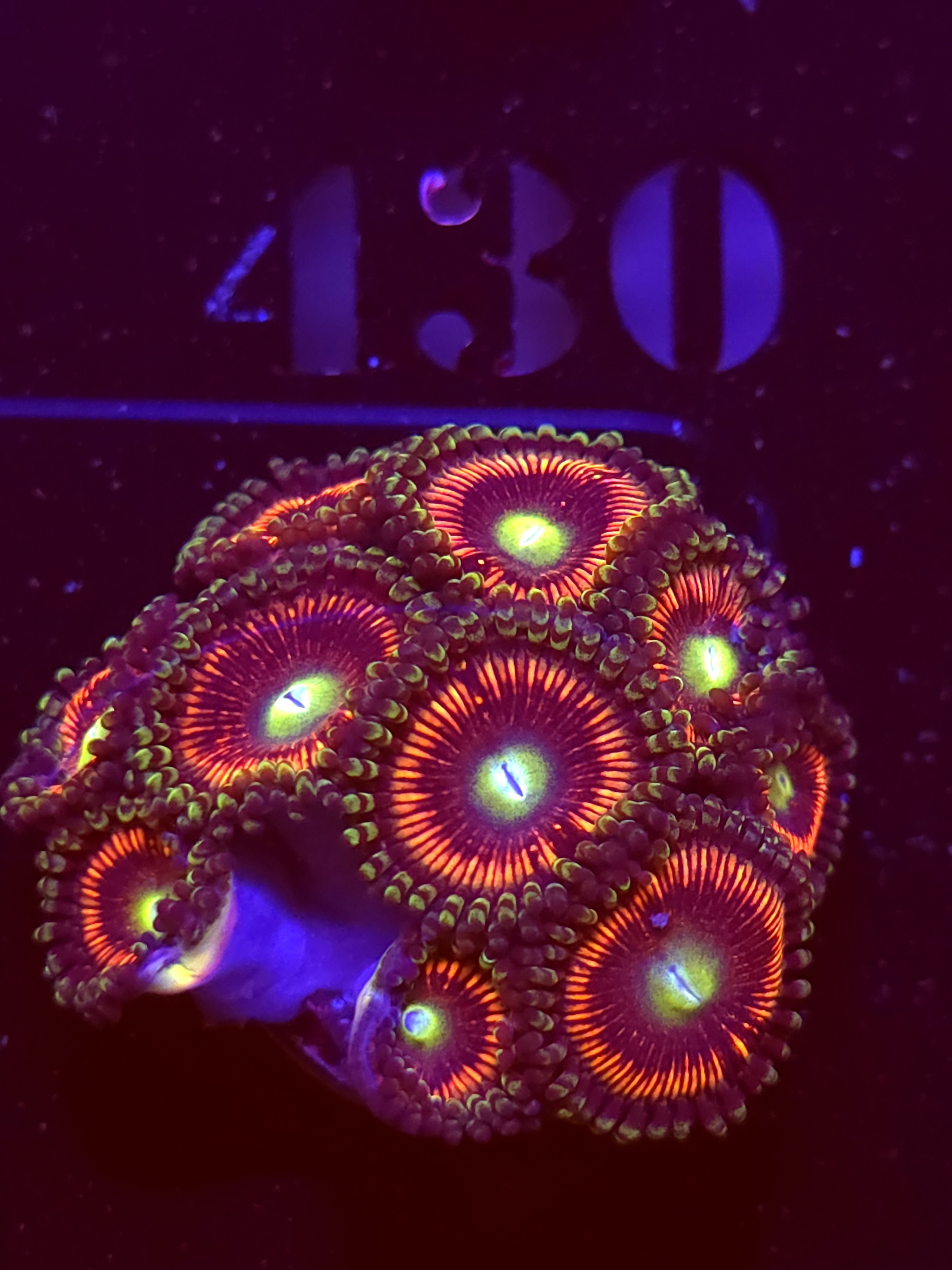 SBB "Iron Throne" Zoa Mini Colony