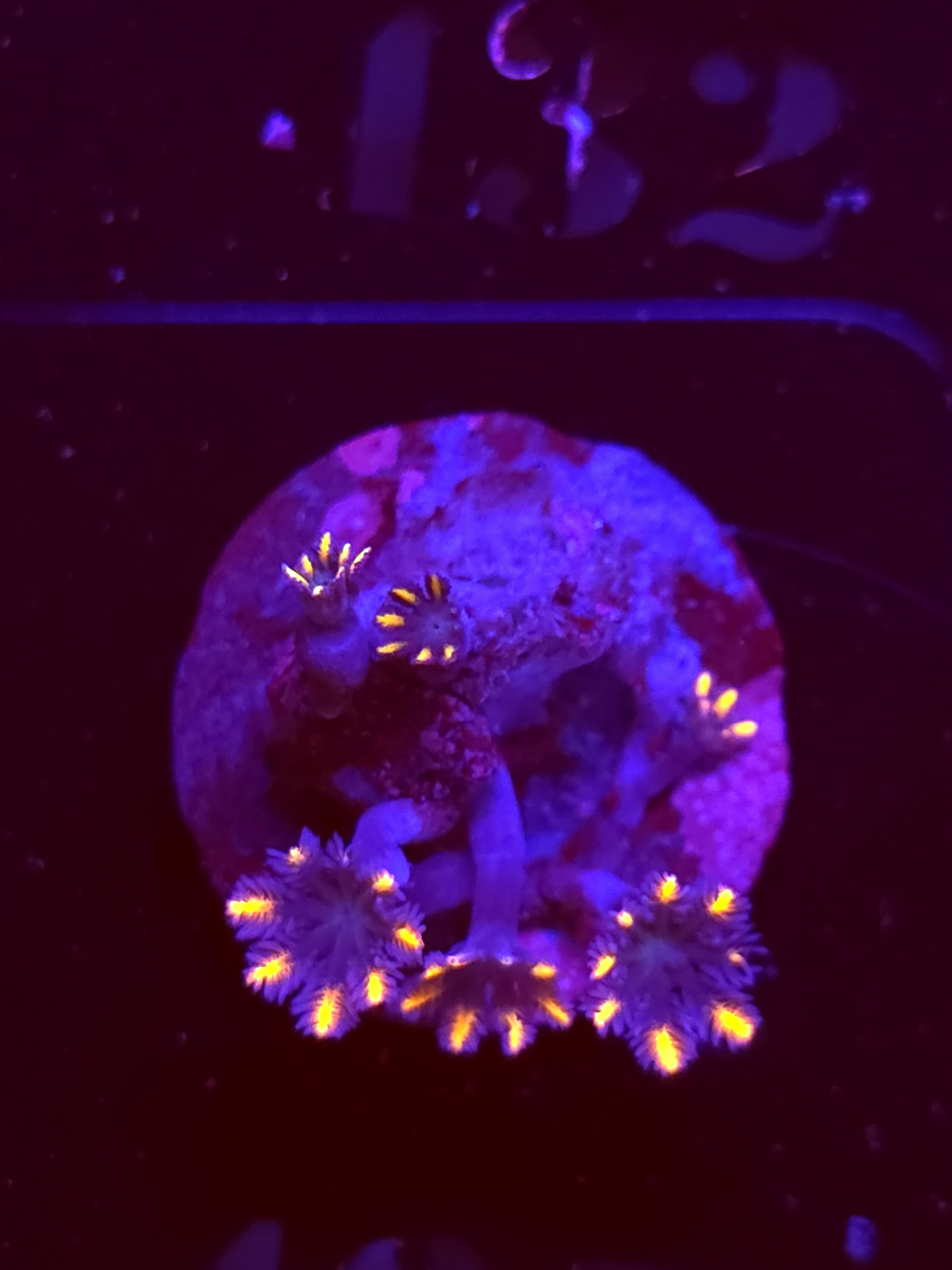 SBB "Elemental" Zoa 2 Polyps