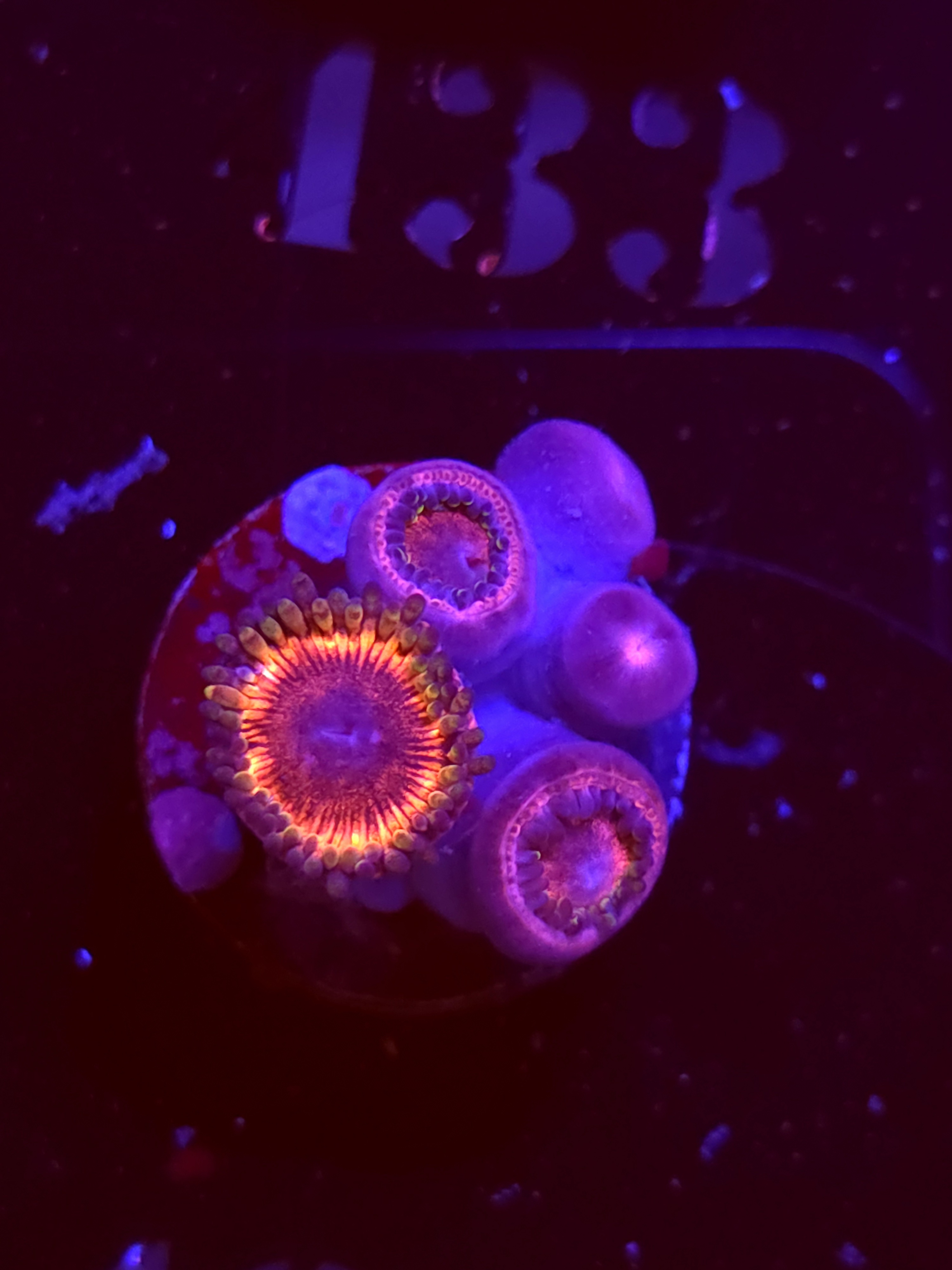 SBB "Super Sonic" Zoa 5 Polyps