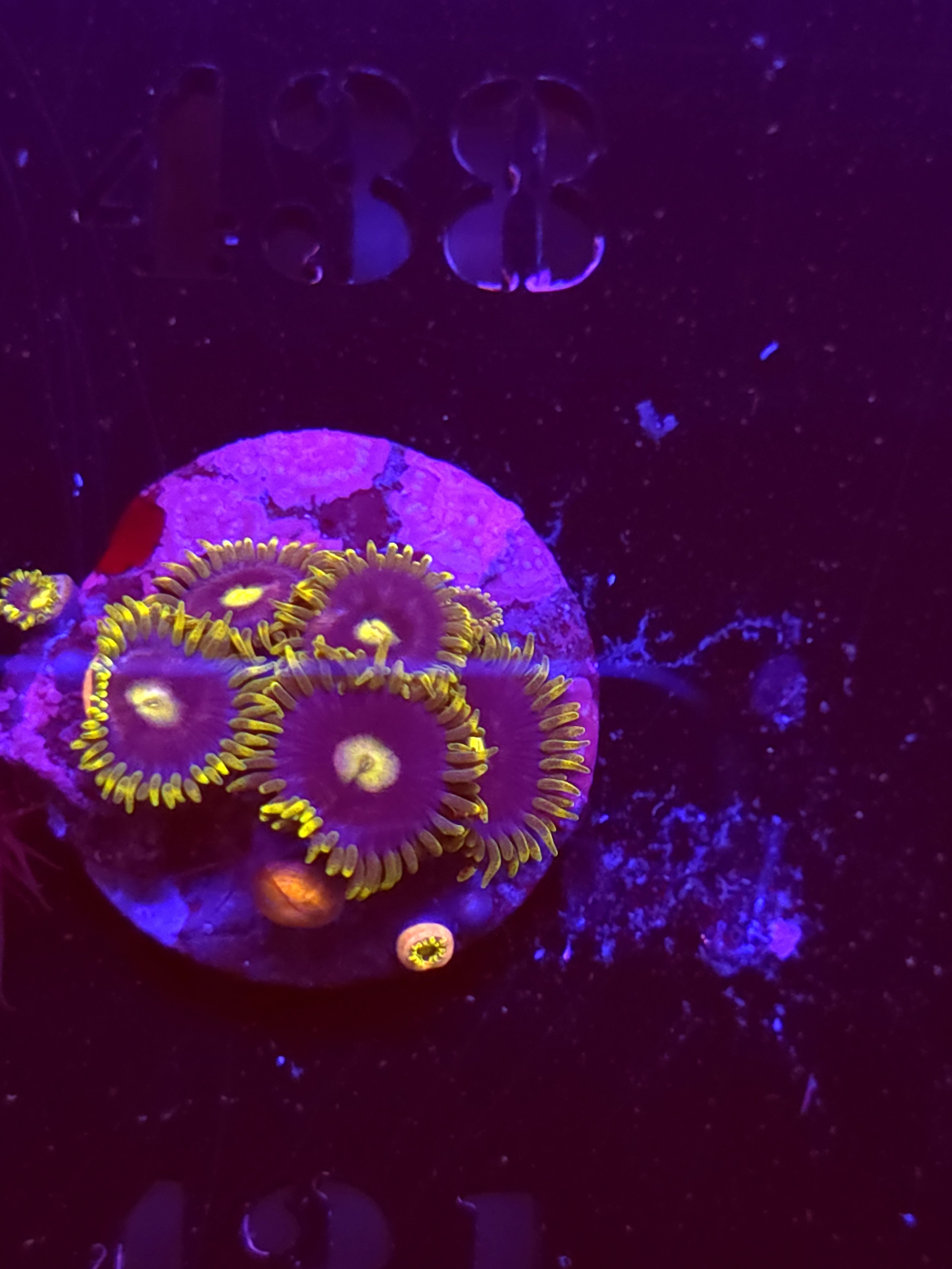 SBB "No Name" Zoa 5 Polyps