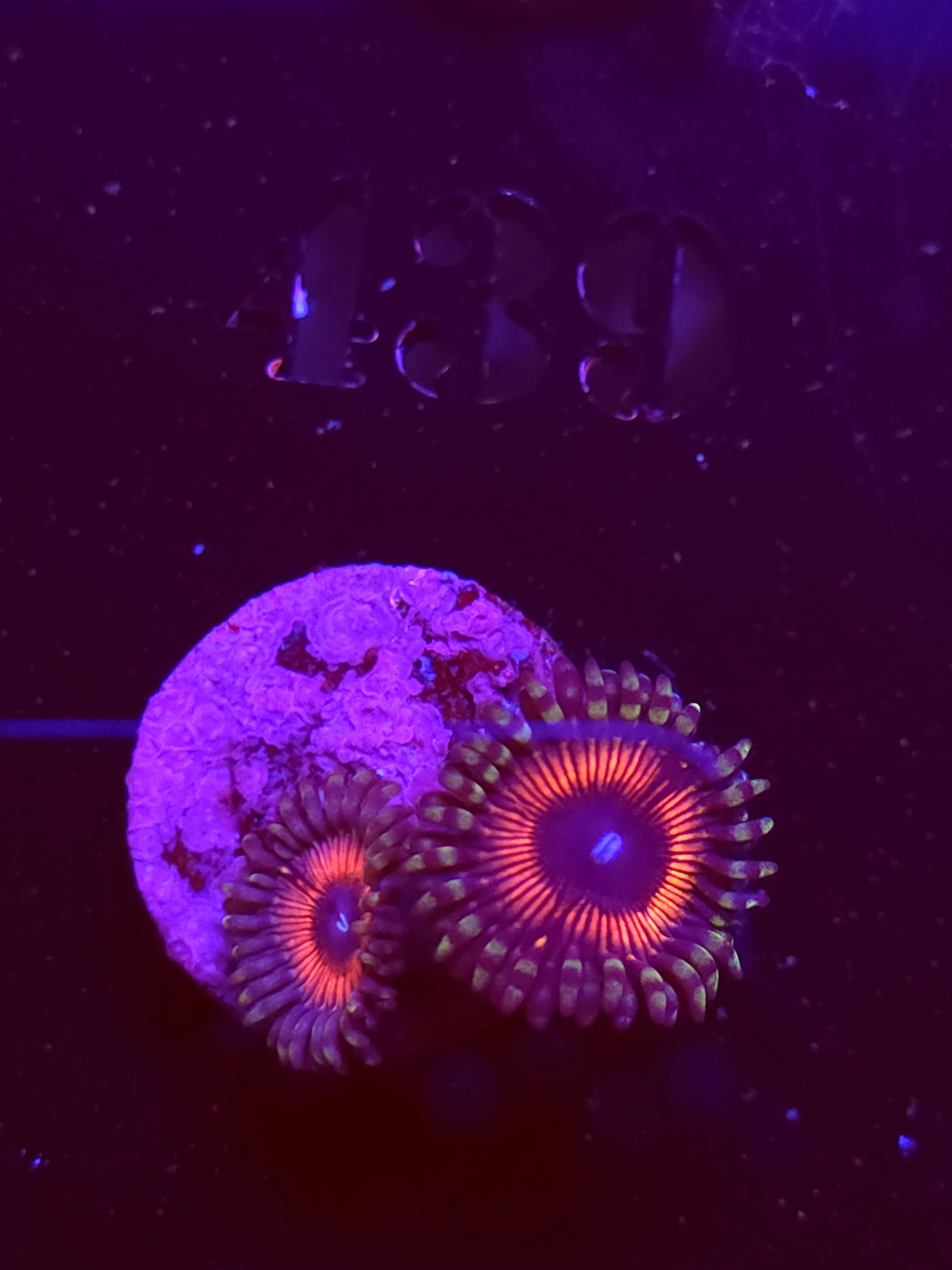 SBB "No Name" Zoa 2 Polyps
