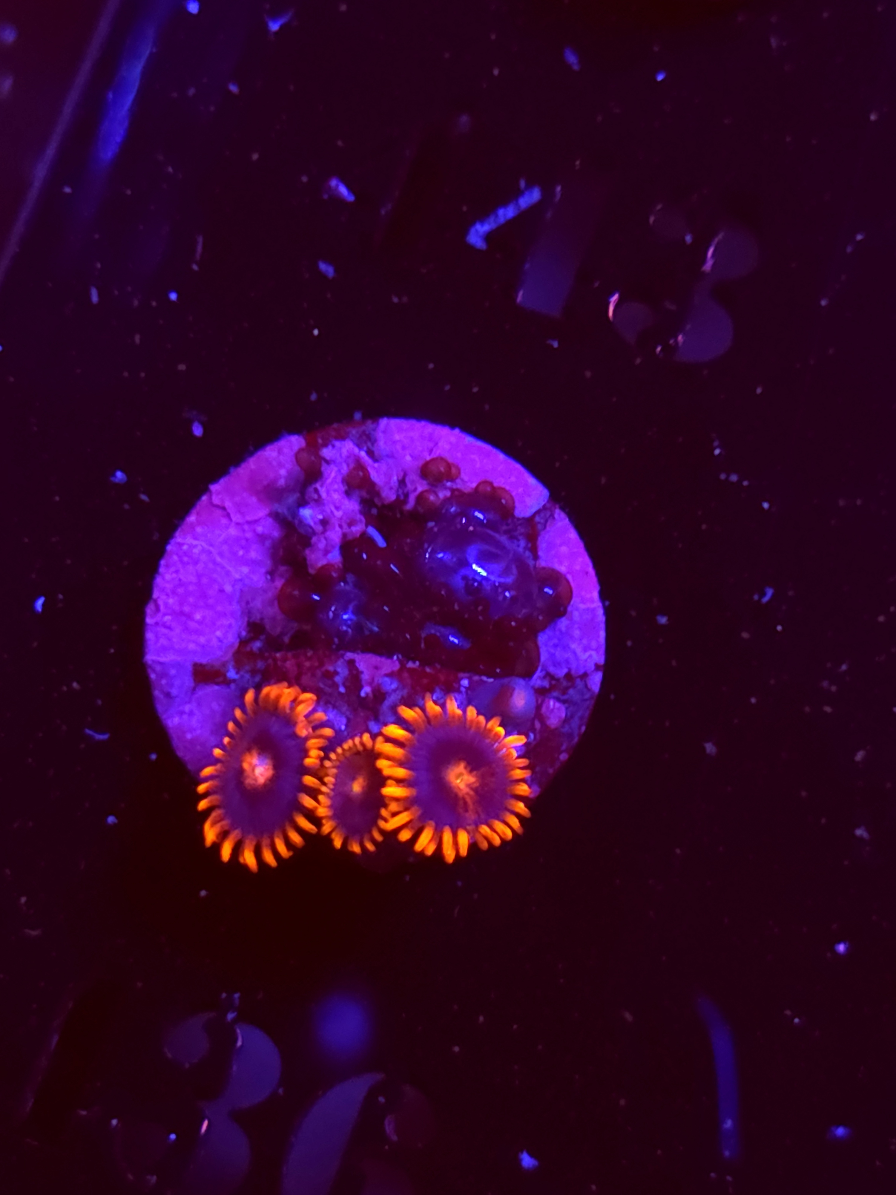 SBB "No Name" Zoa 3 Polyps