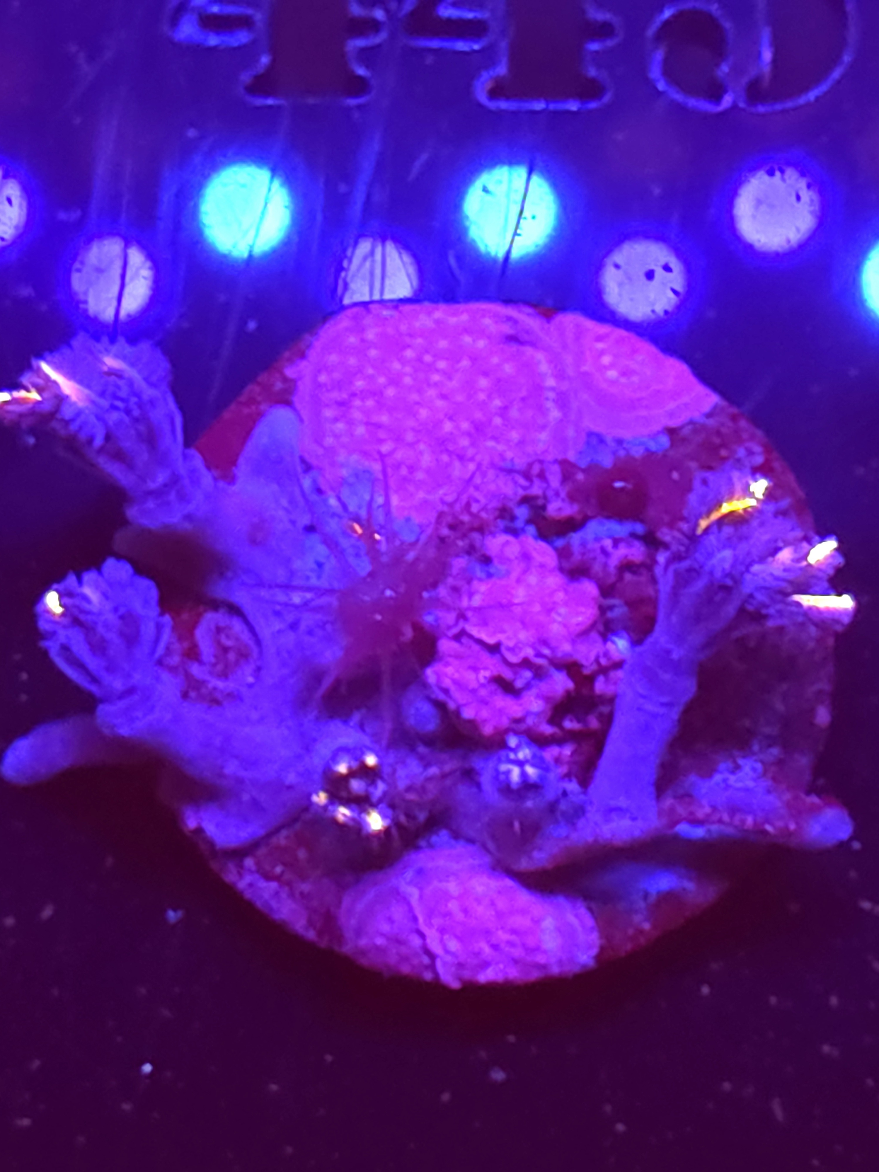 SBB "No Name" Zoa 2 Polyps