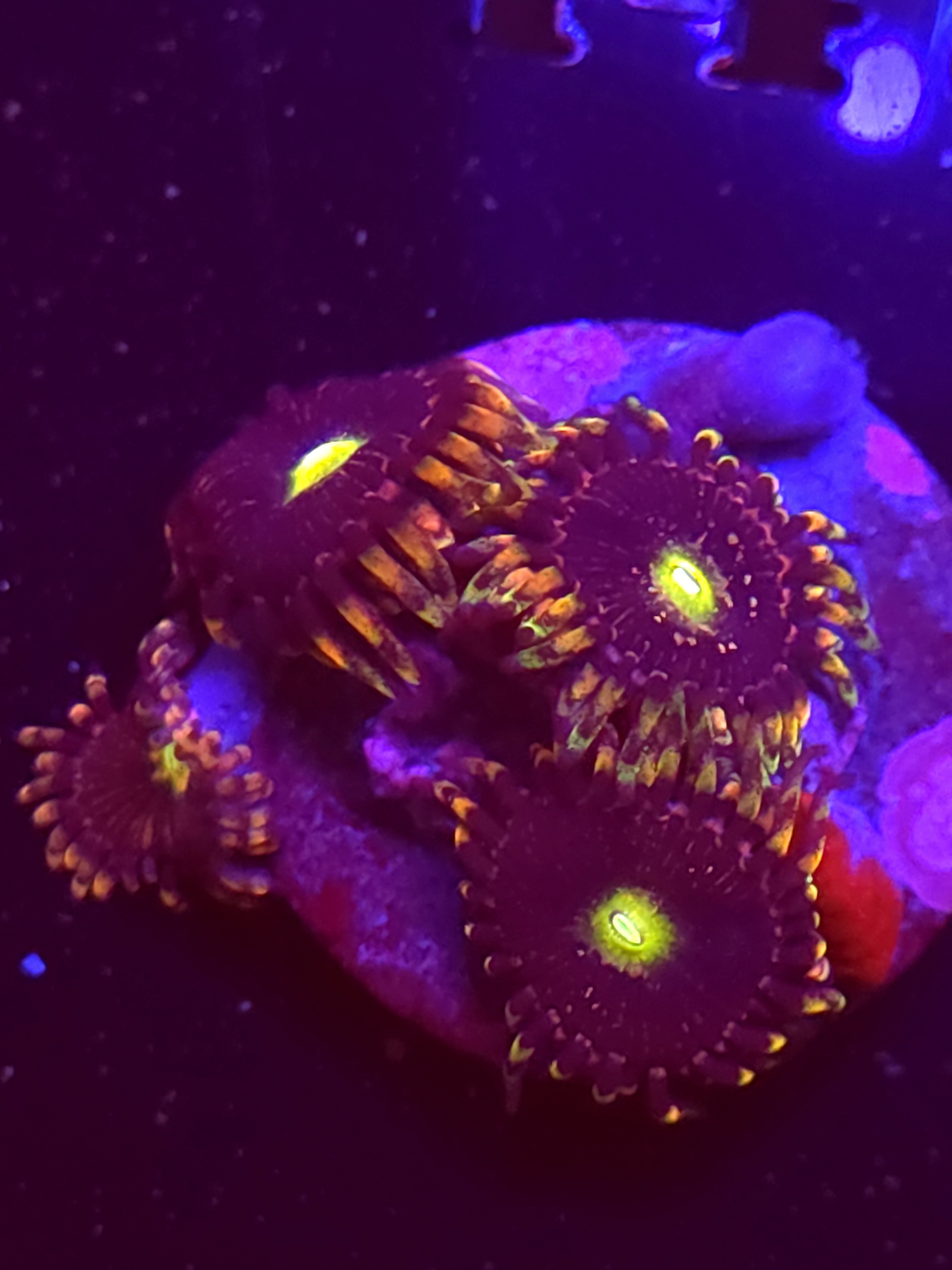 SBB "No Name" Zoa 3 Polyps