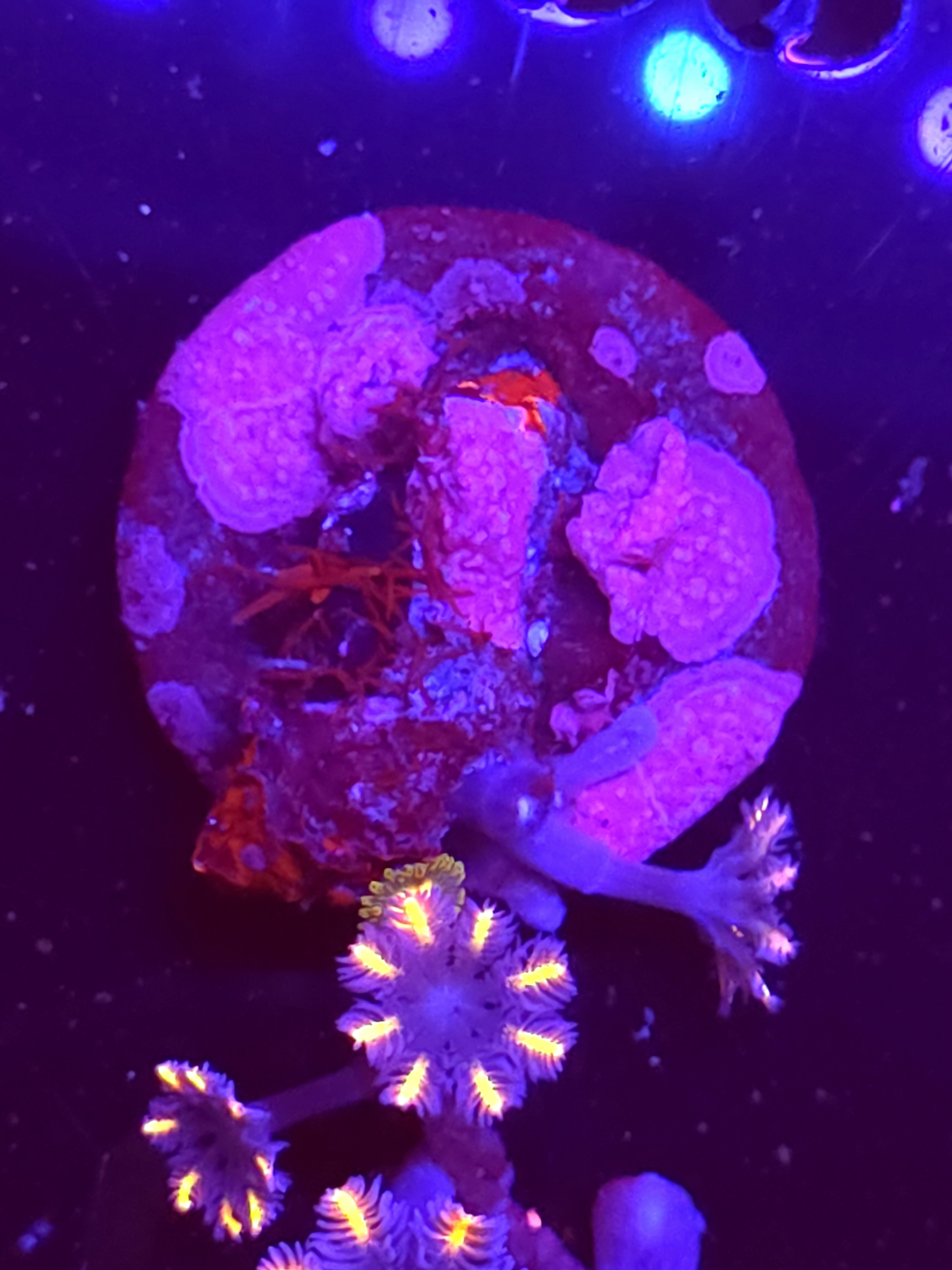 SBB "Fireworks Cloves" Cloves 3 Polyps