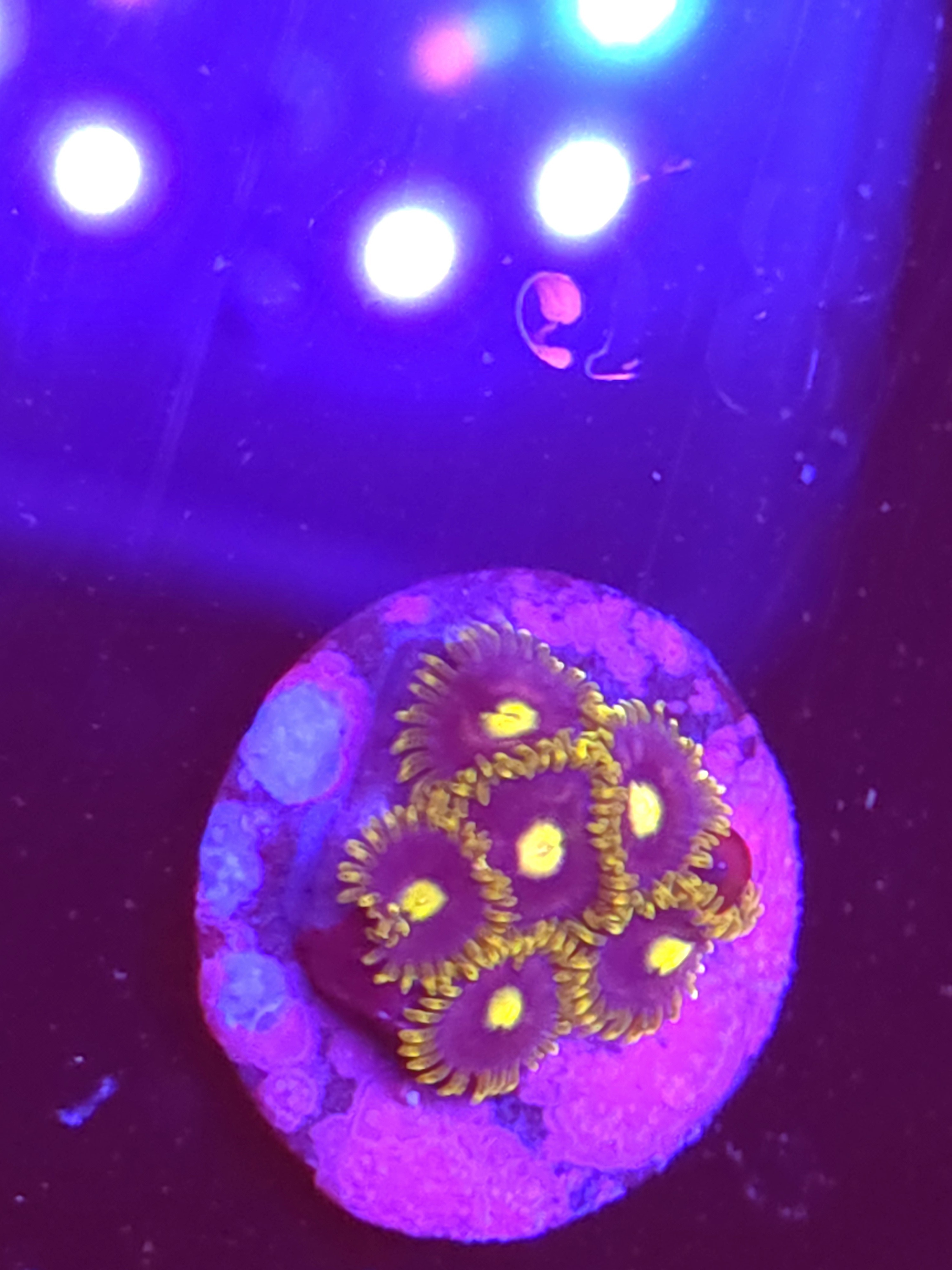 SBB "No Name" Zoa 6 Polyps
