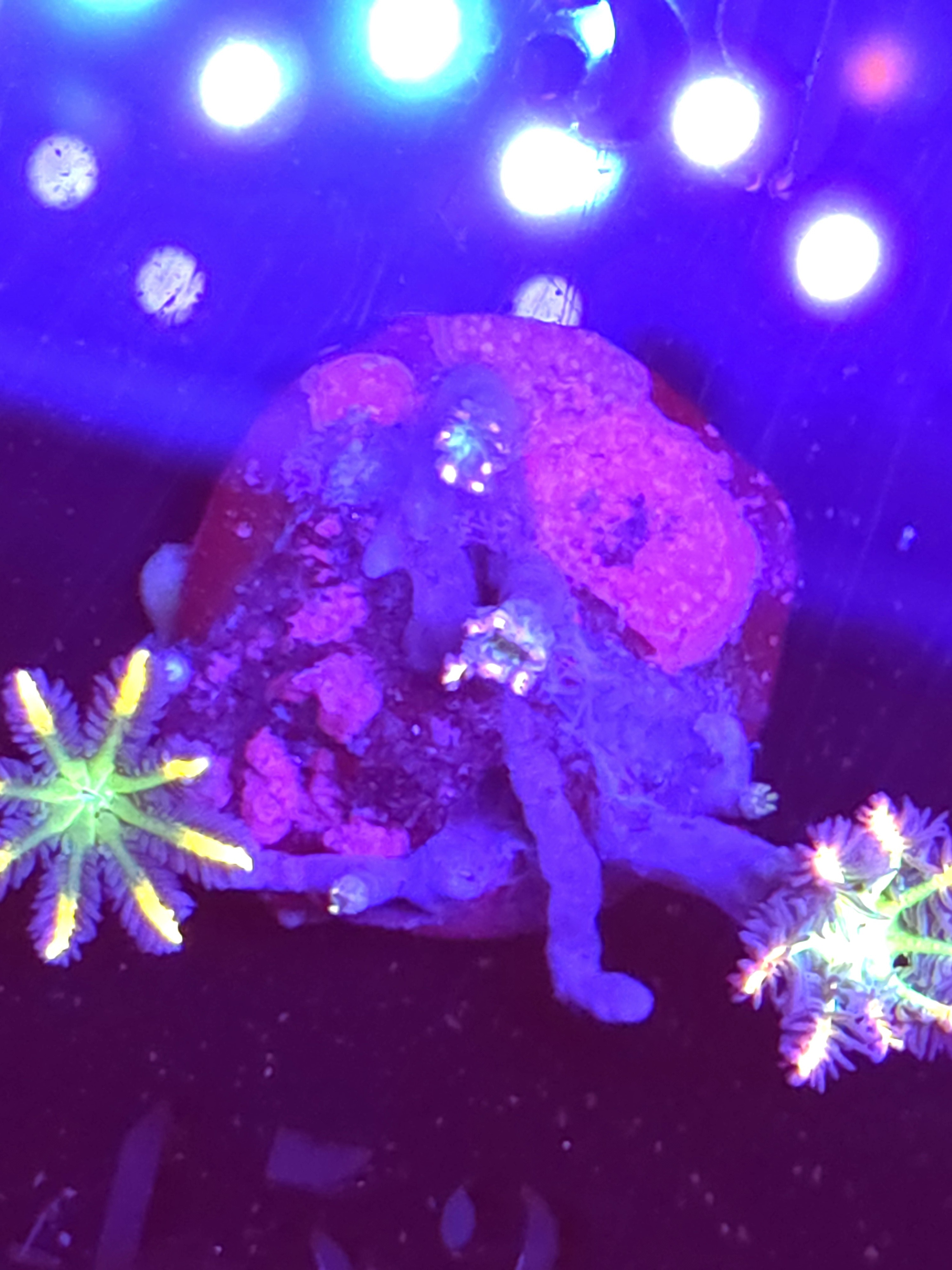 SBB "No Name" Zoa 2 Polyps