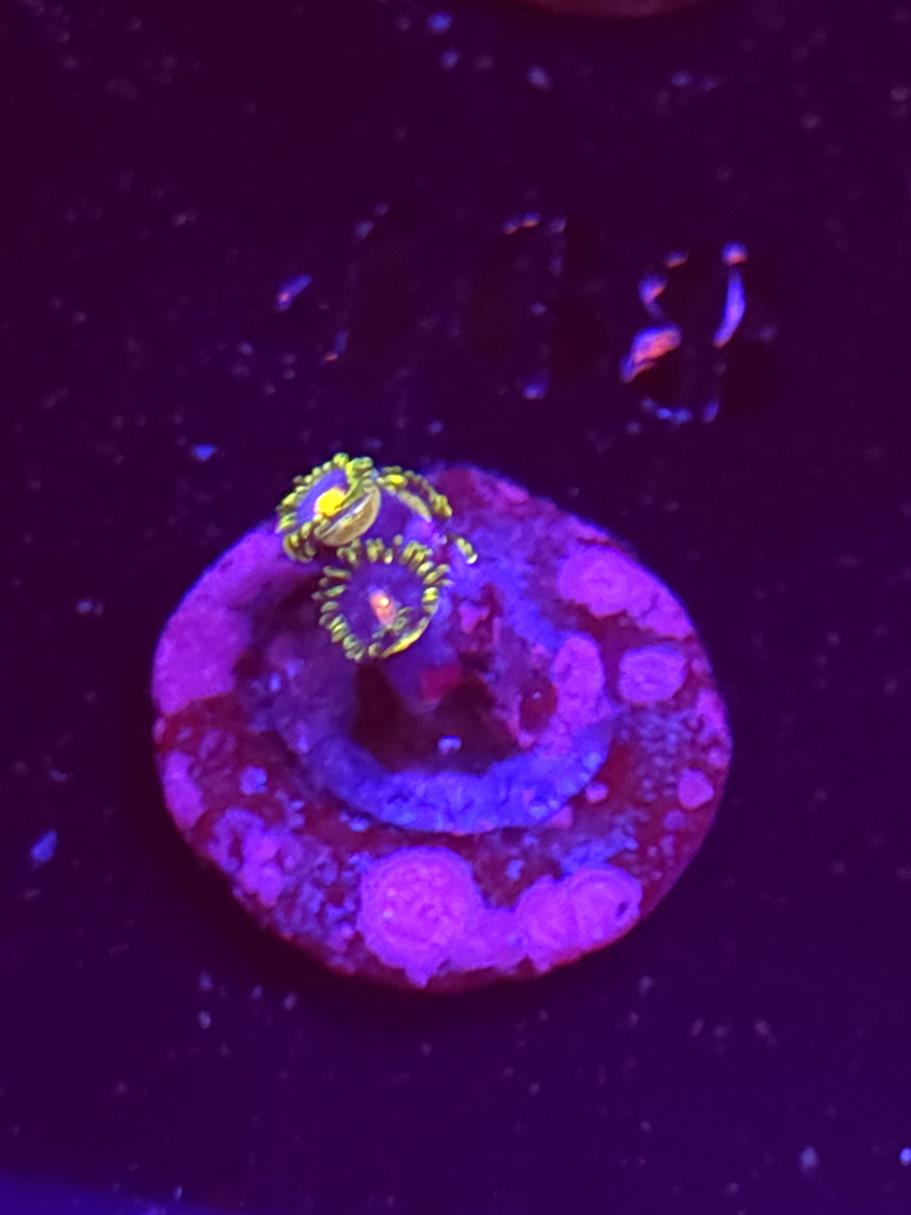 SBB "No Name" Zoa 2 Polyps