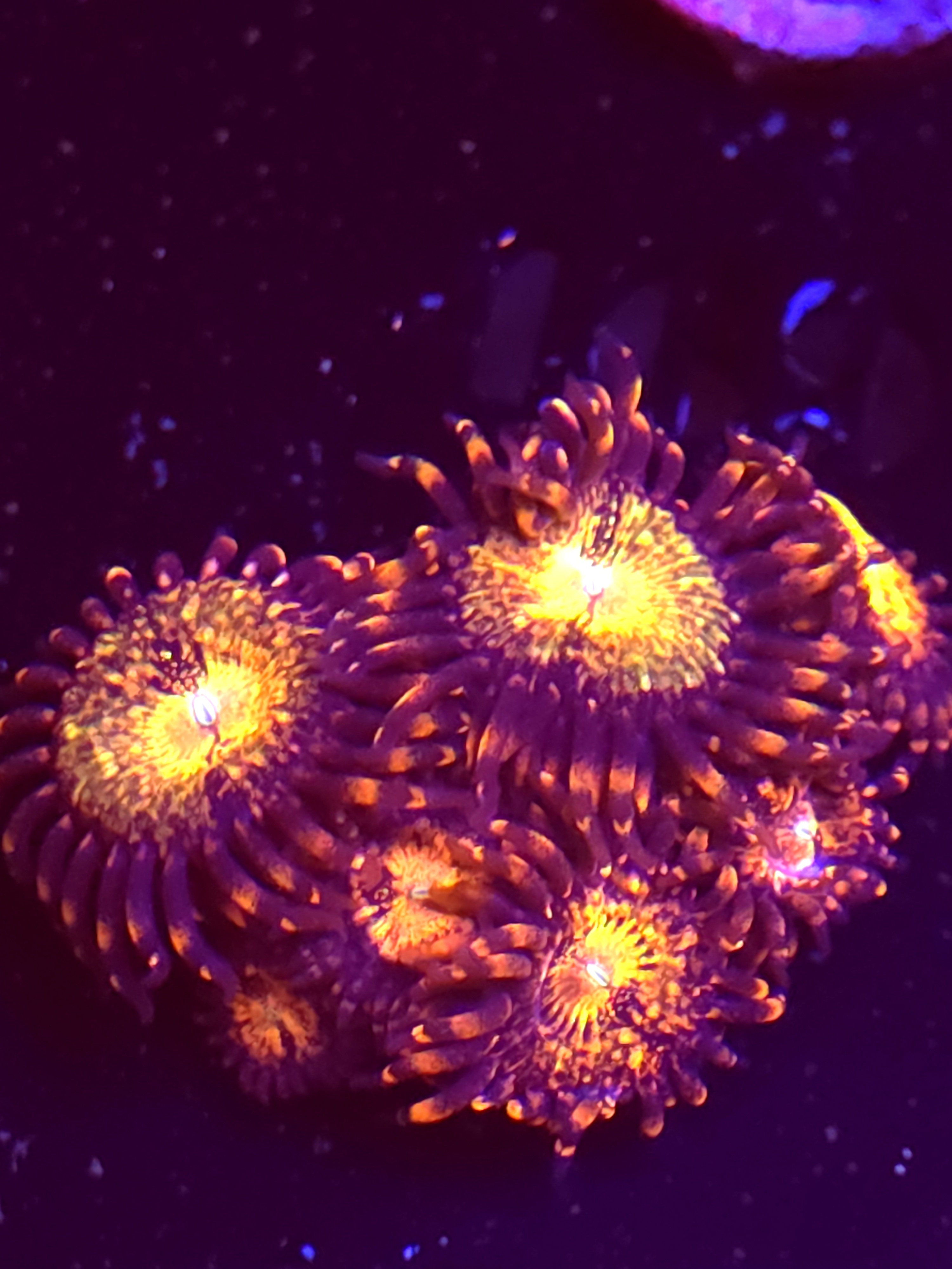 SBB "No Name" Zoa Mini Colony