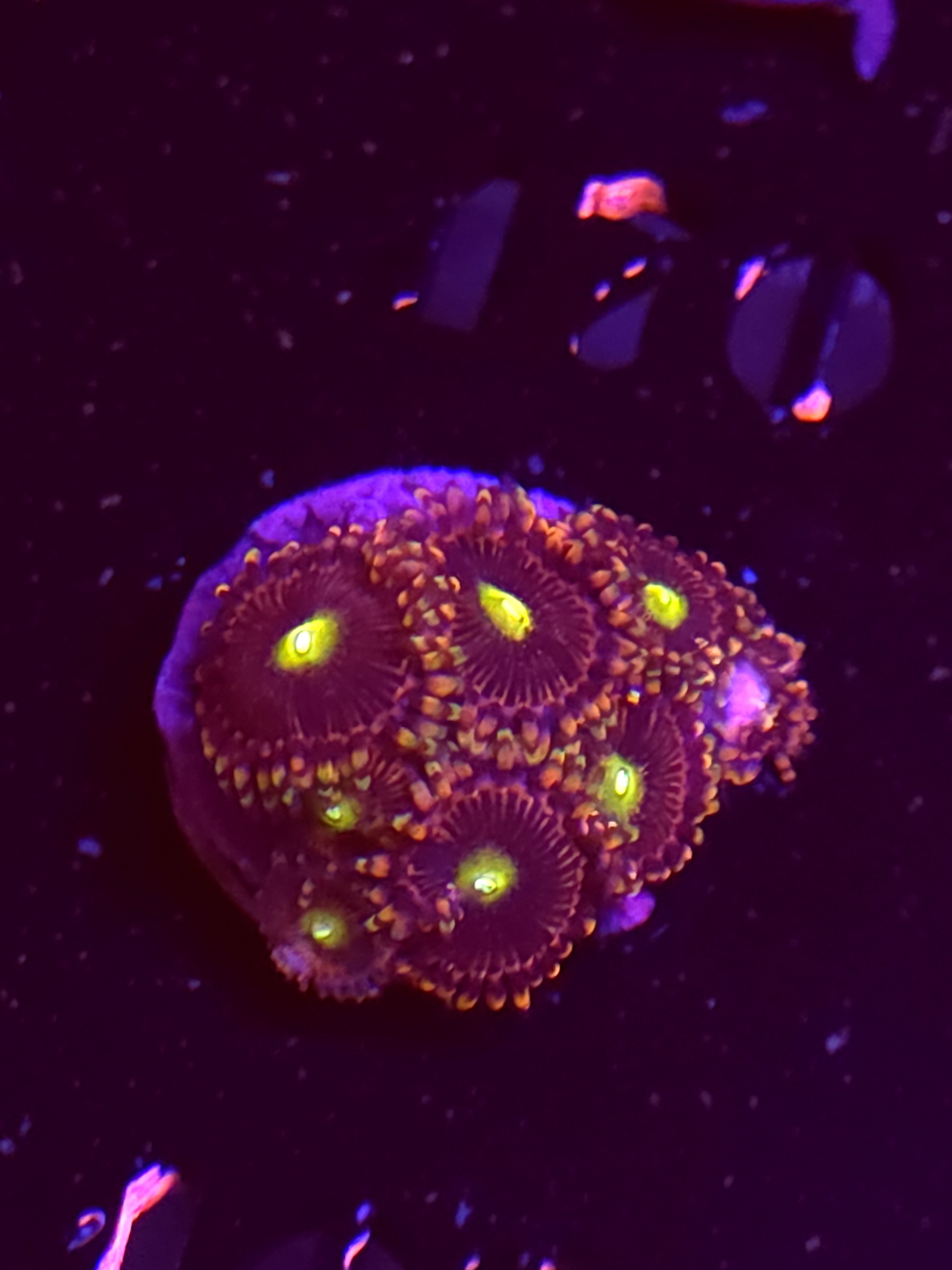 SBB "No Name" Zoa Mini Colony