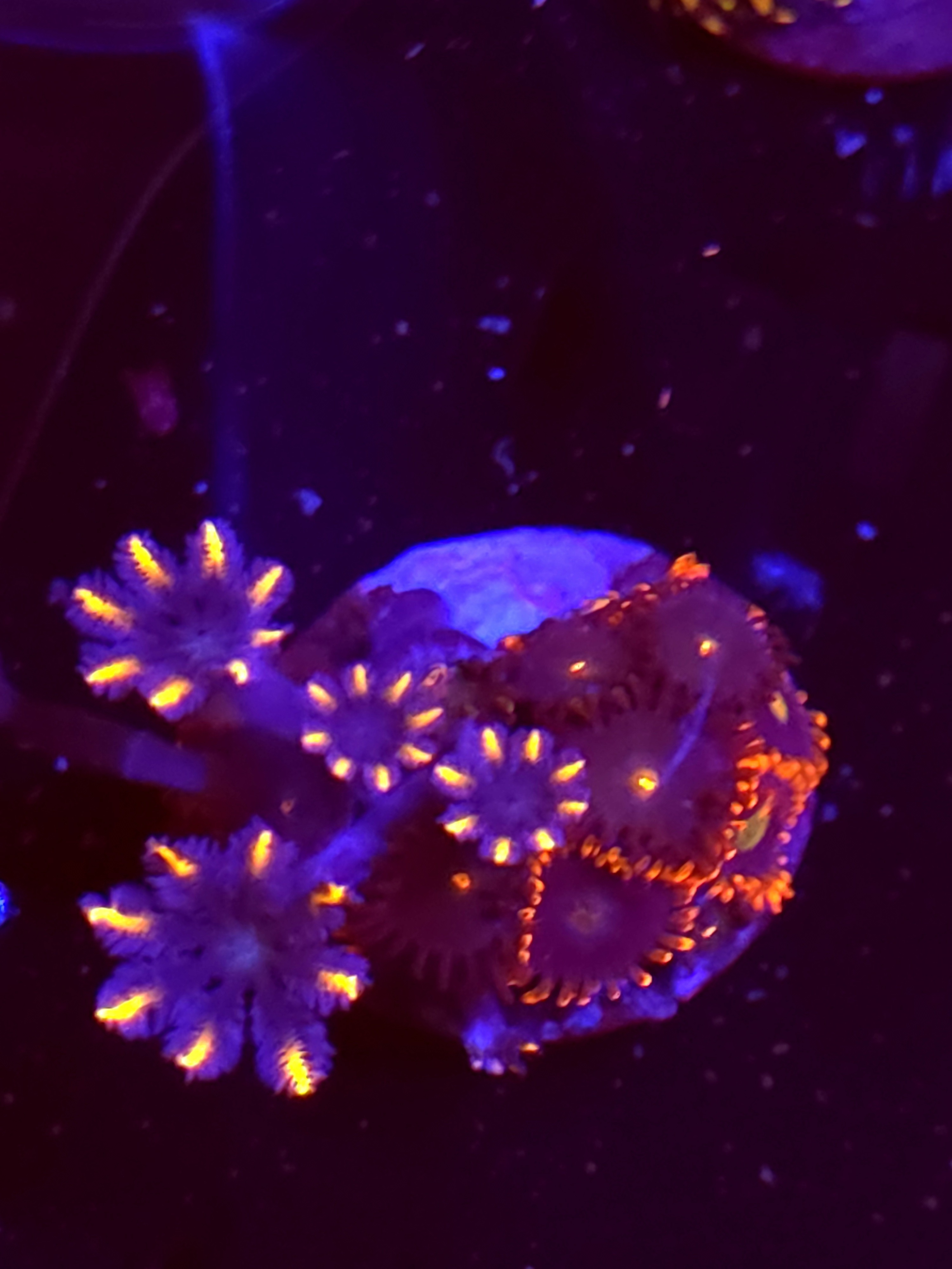 SBB "No Name" Zoa Mini Colony