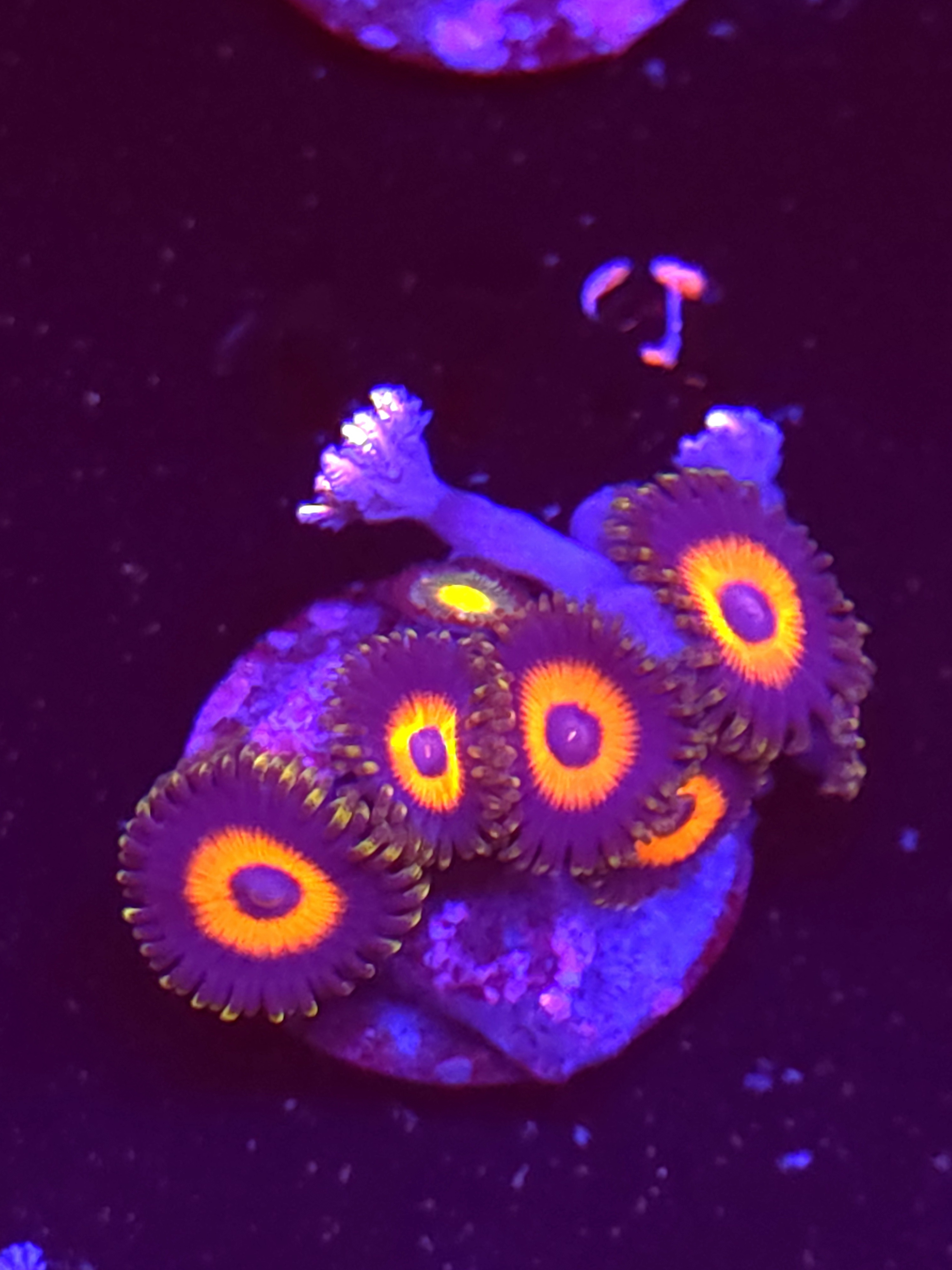 SBB "No Name" Zoa Mini Colony