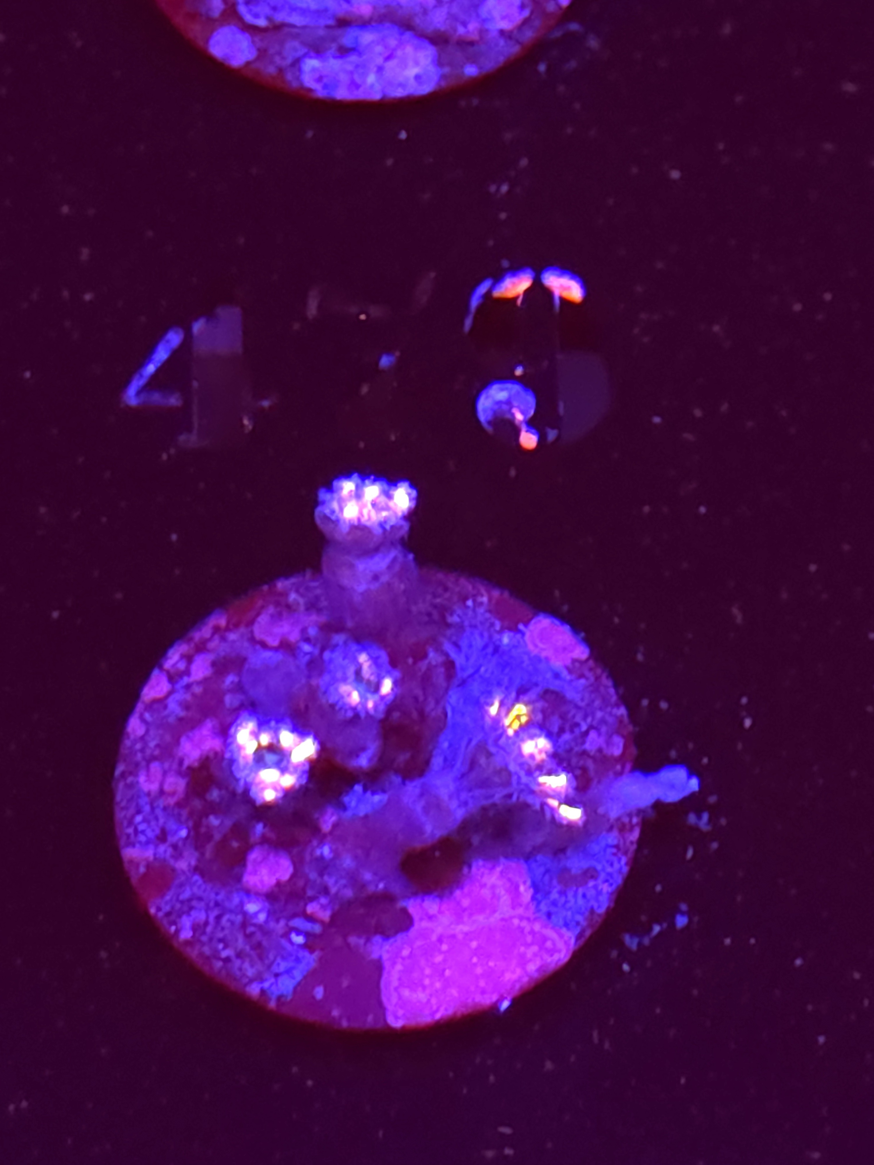 SBB "No Name" Zoa 3 Polyps