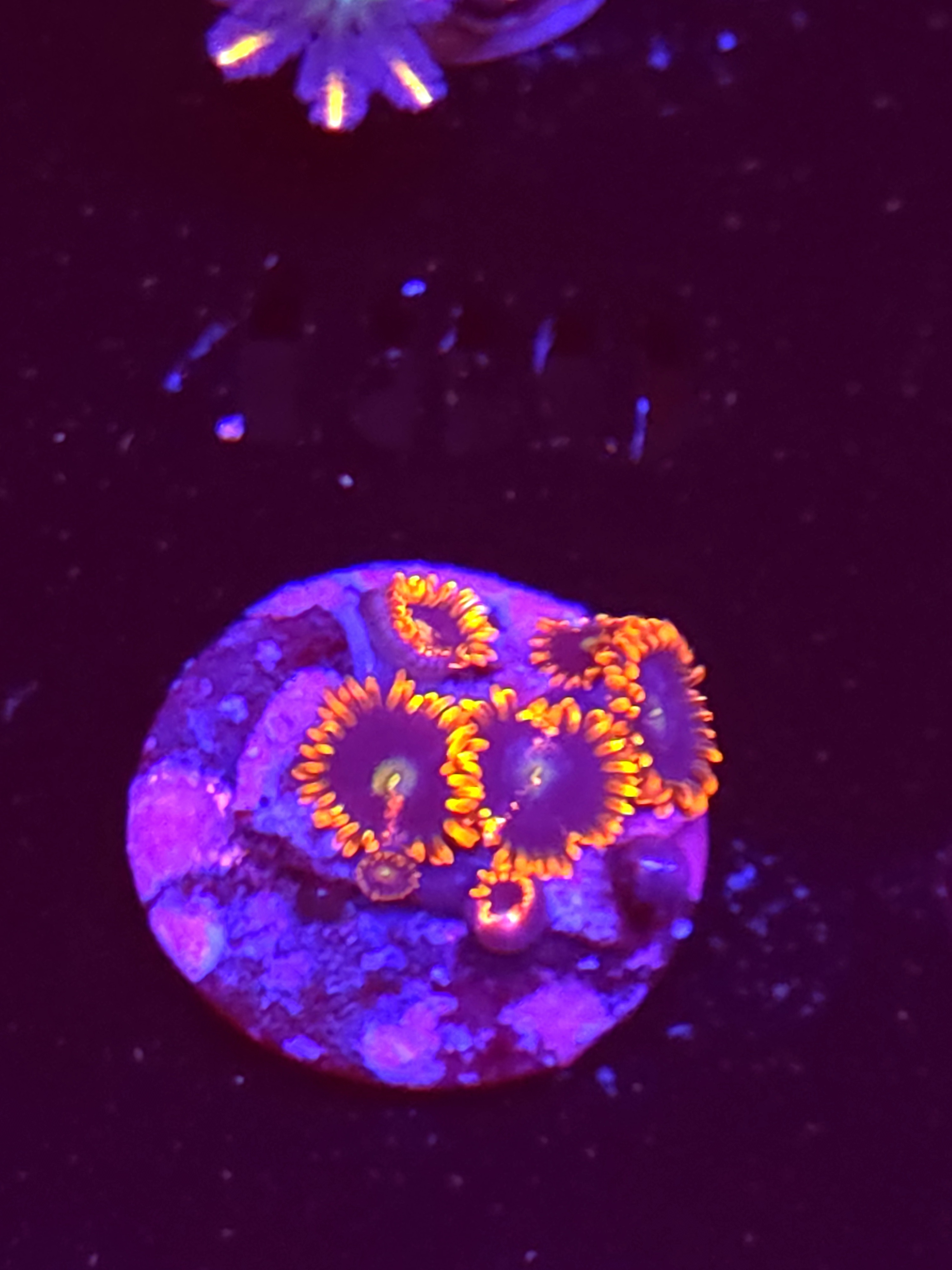 SBB "No Name" Zoa 5 Polyps