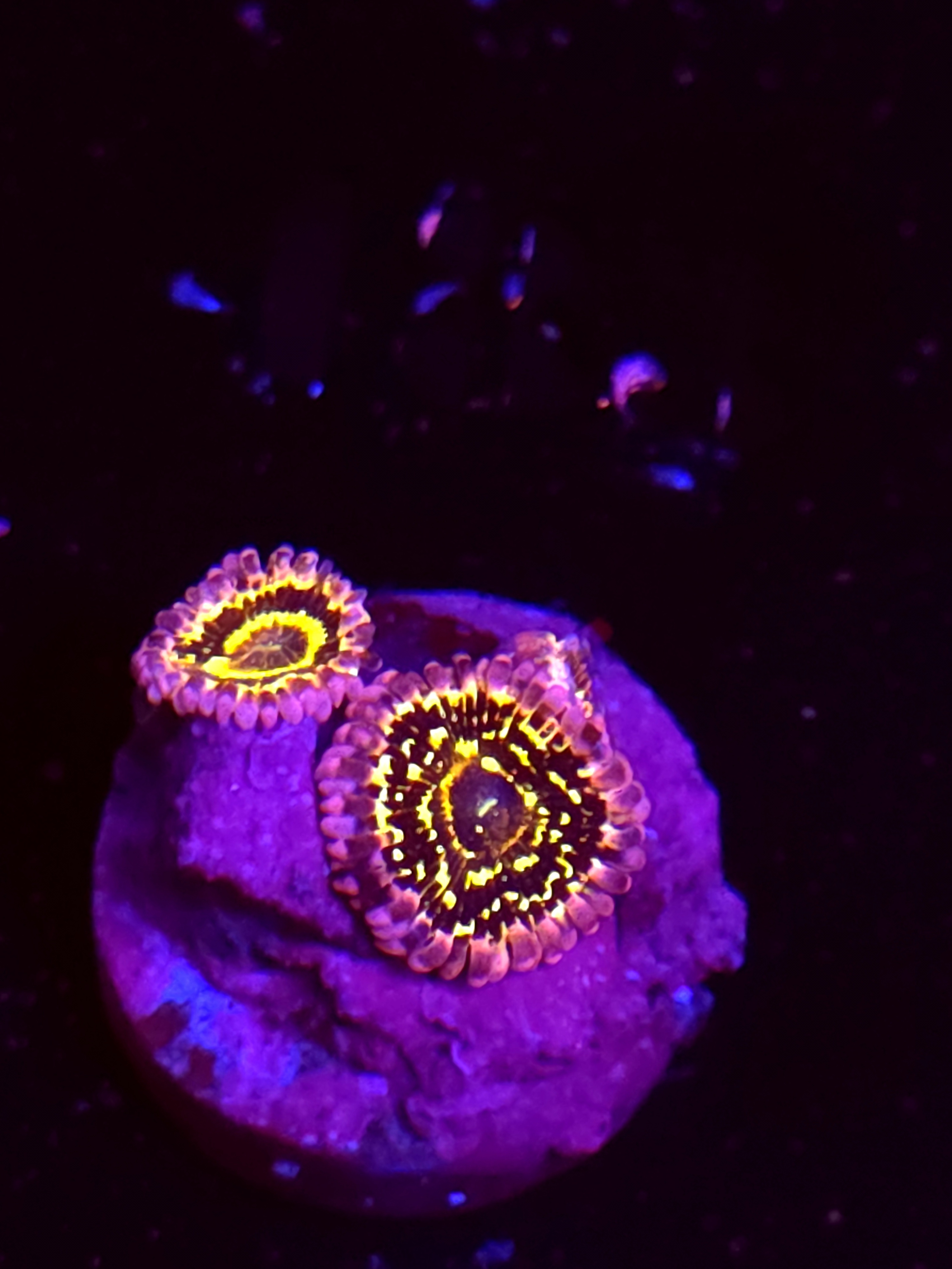 OG ASD Stratosphere Zoa 3 Polyps