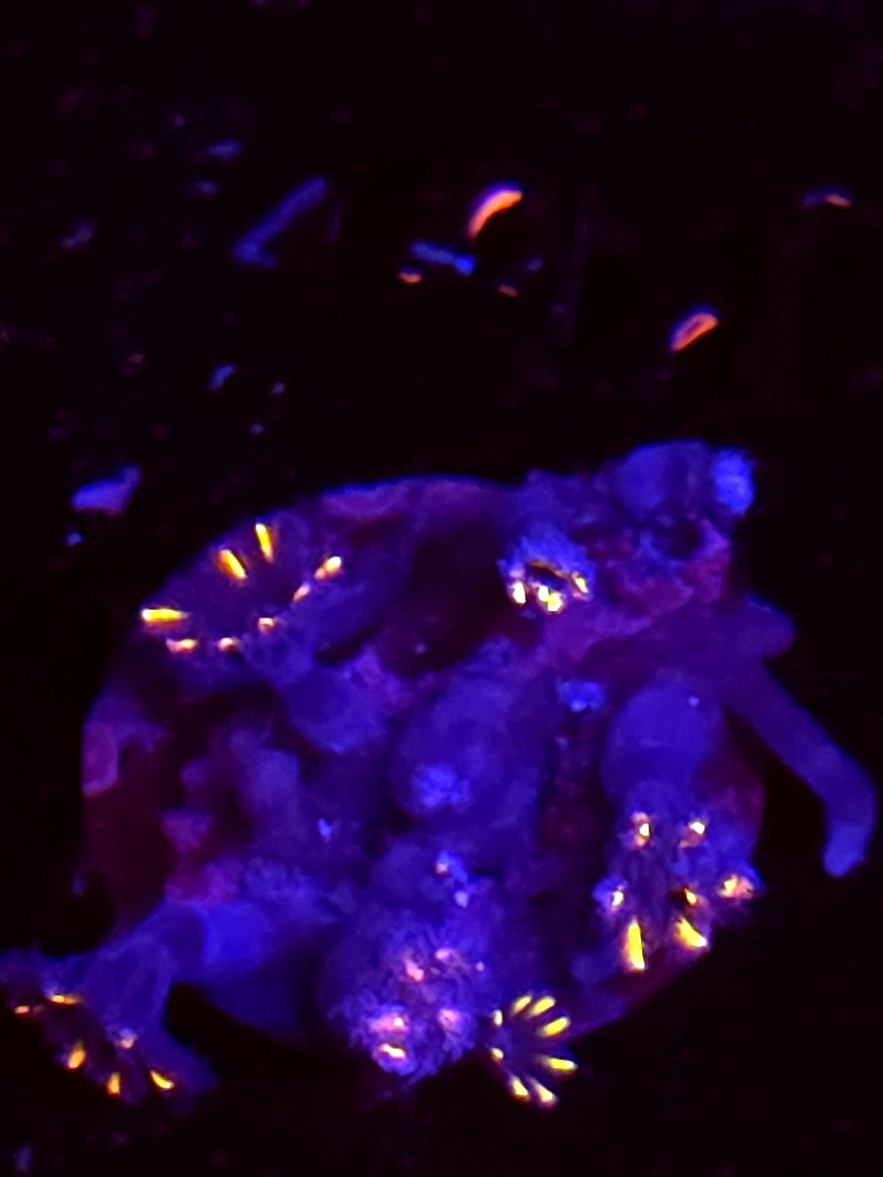 SBB "No Name" Zoa 4 Polyps