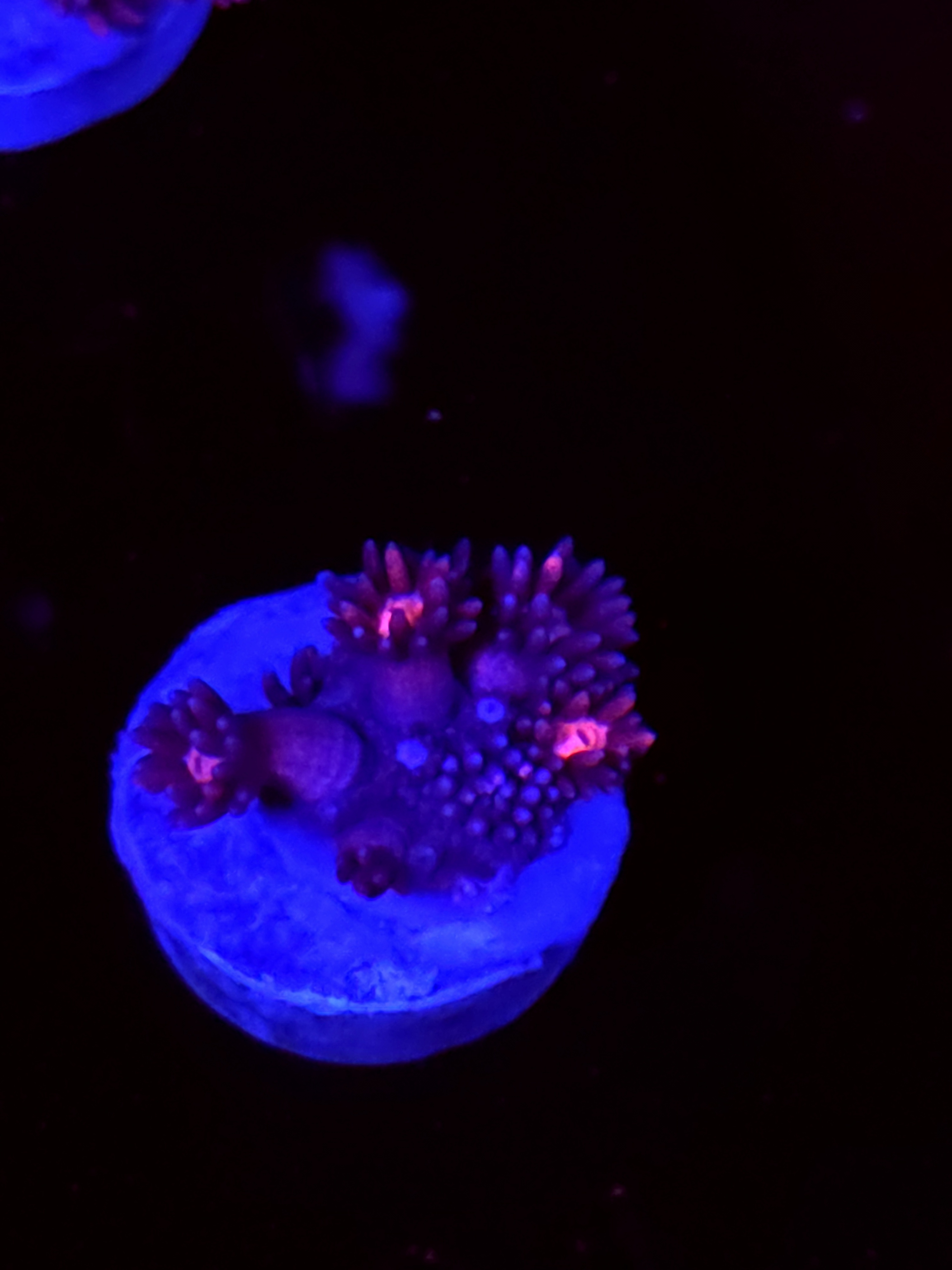 SBB "Glow Burst" Goni Small