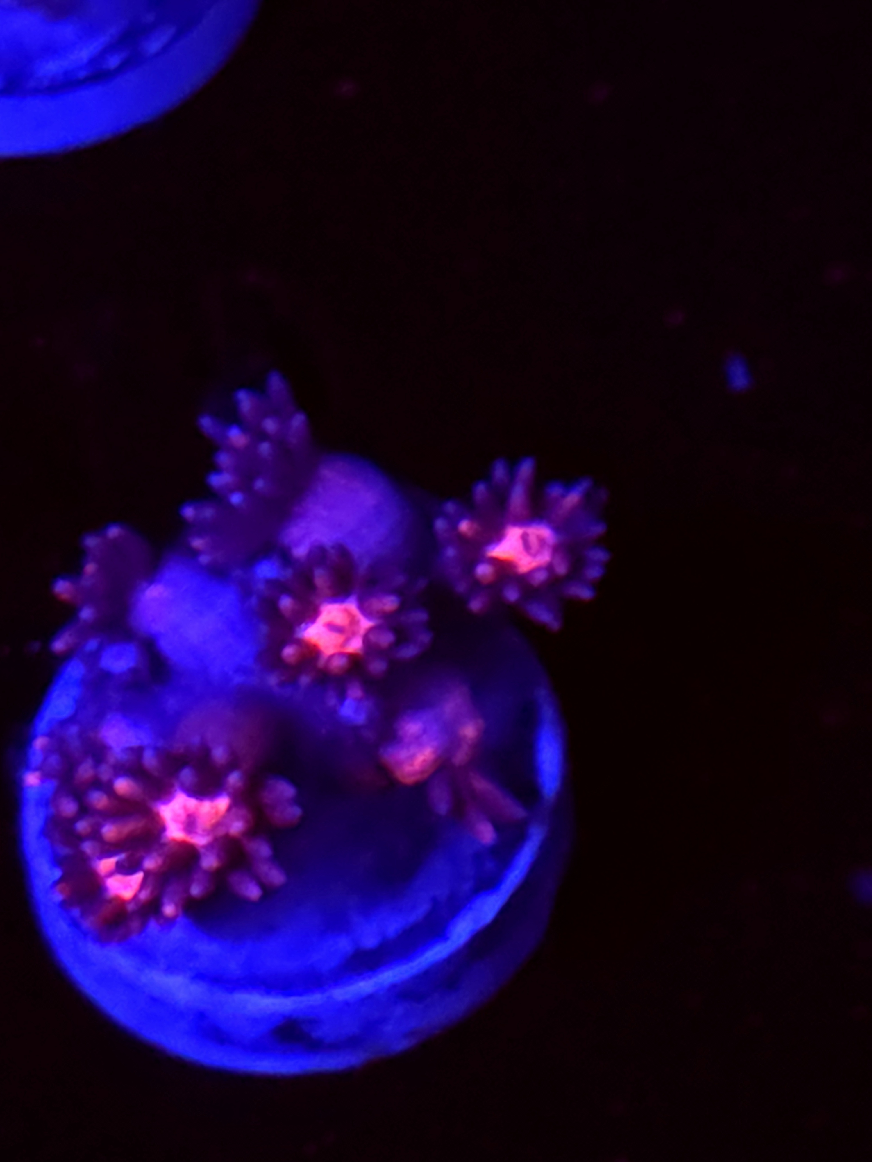 SBB "Glow Burst" Goni Medium
