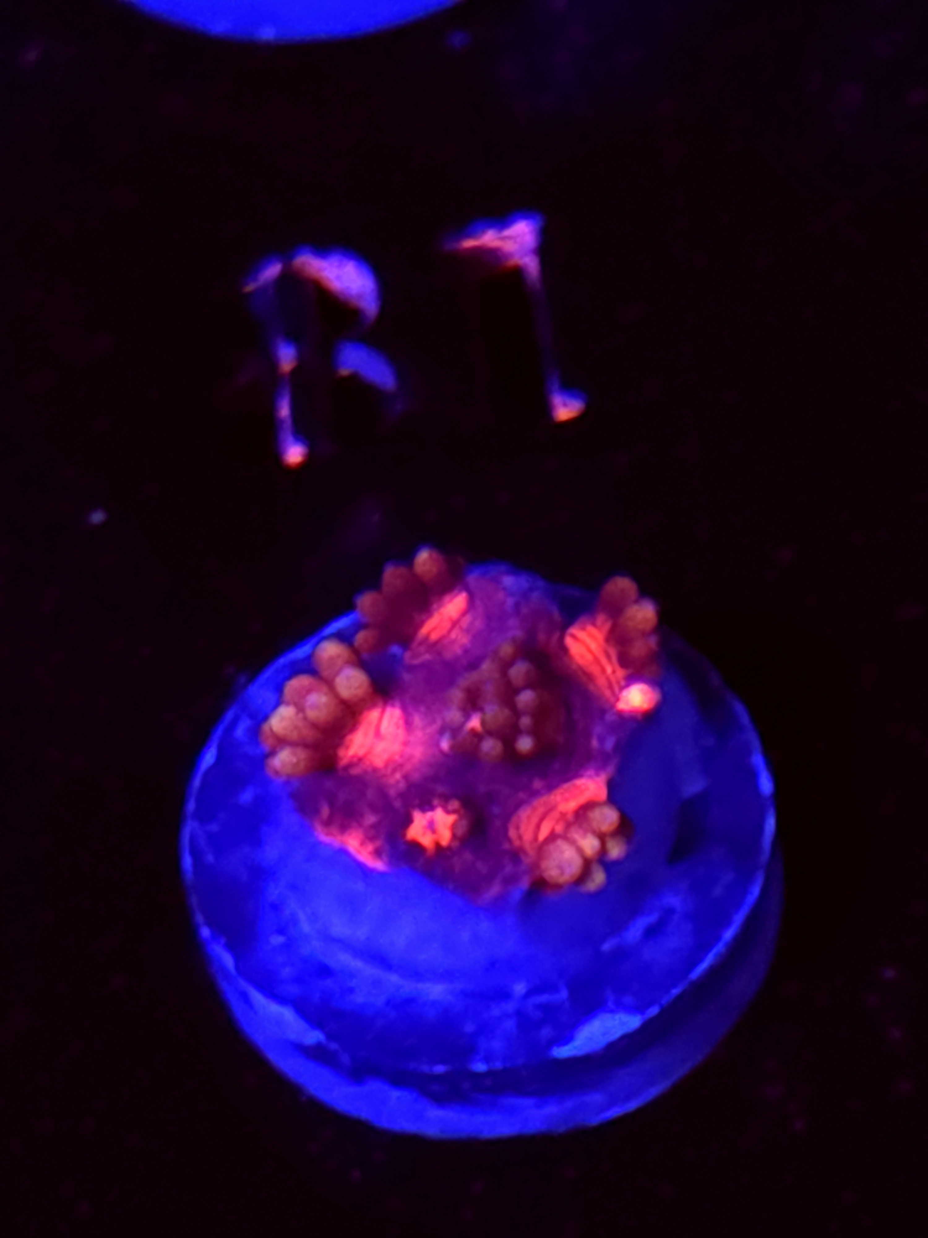 SBB "Bubble Bomb" Goni Small