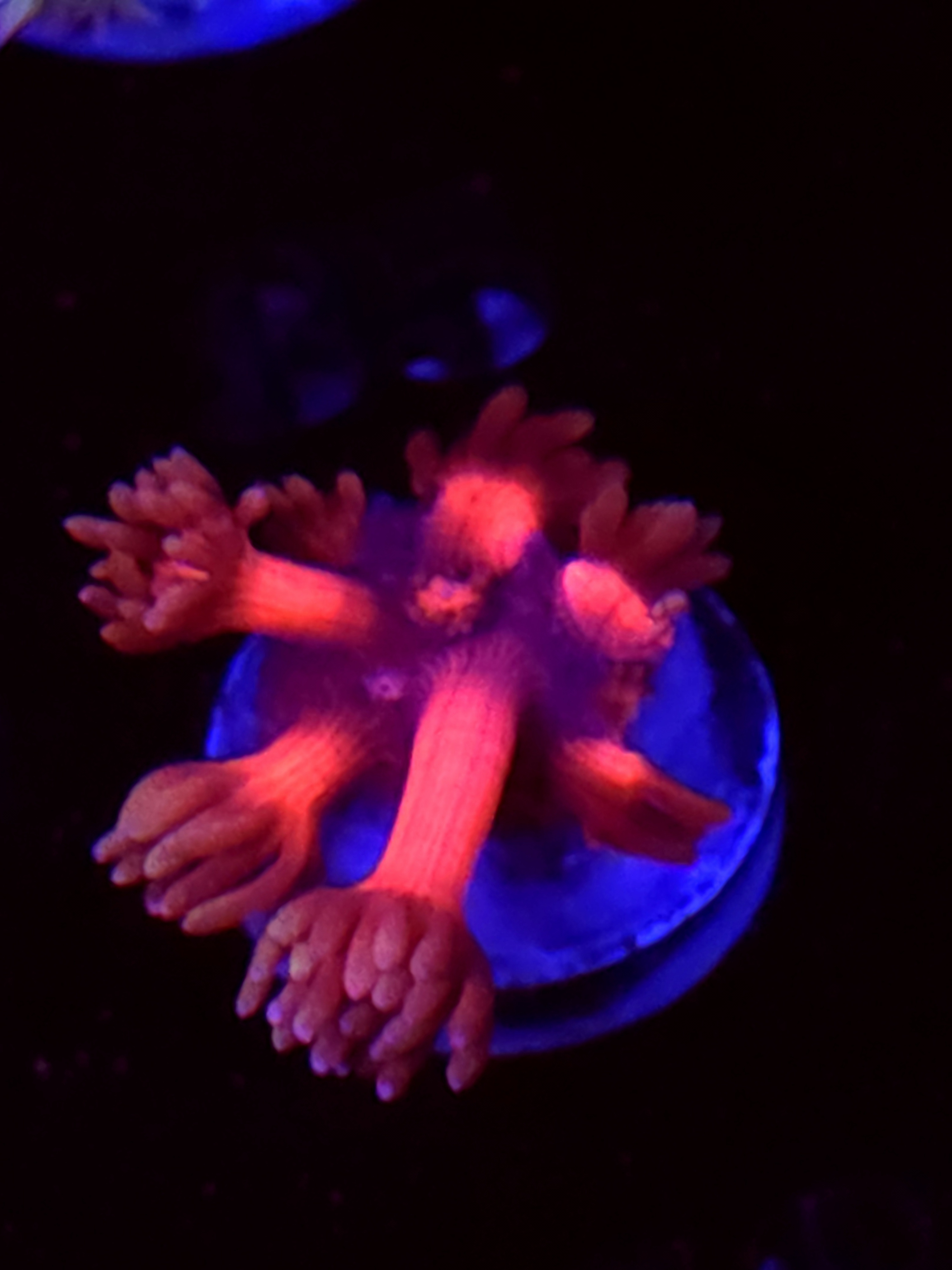 SBB "Bubble Bomb" Goni Medium