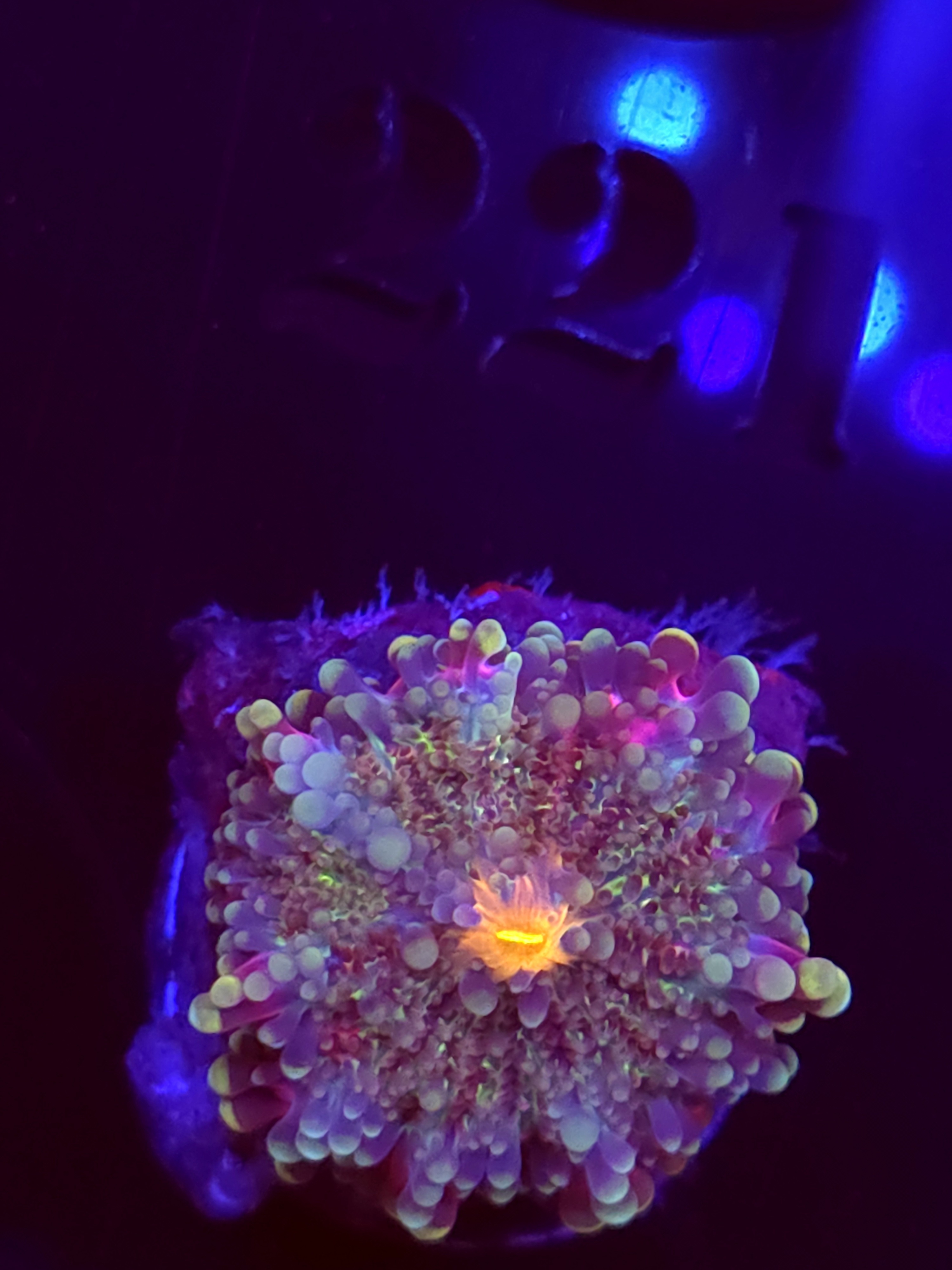 SBB "No Name" Mushroom Small