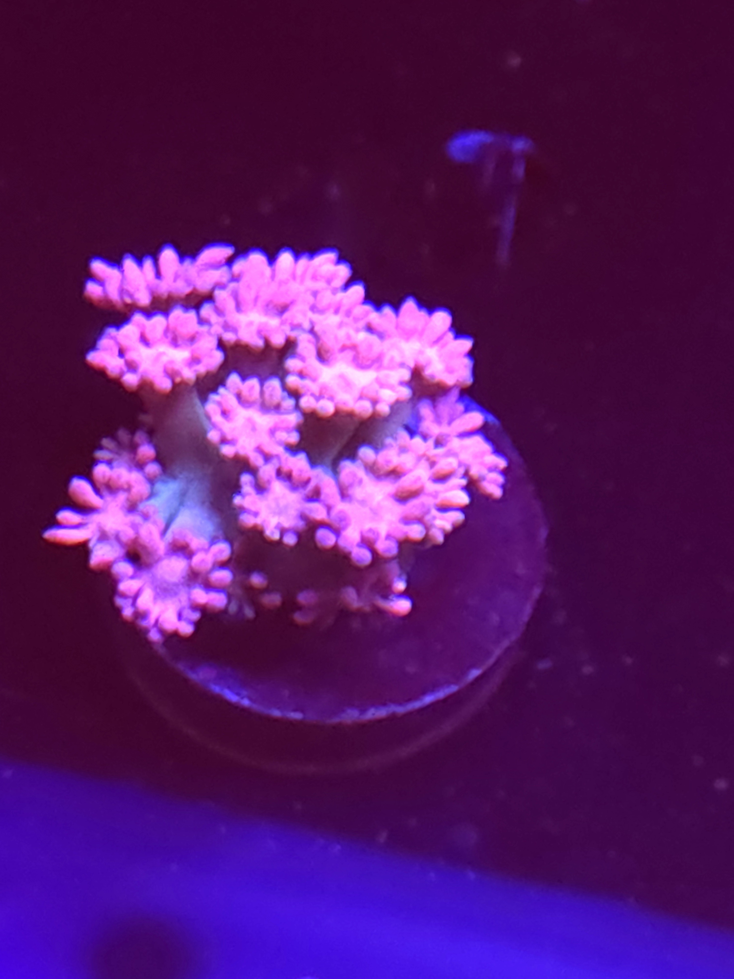 SBB "Prism Petal" Goni Medium