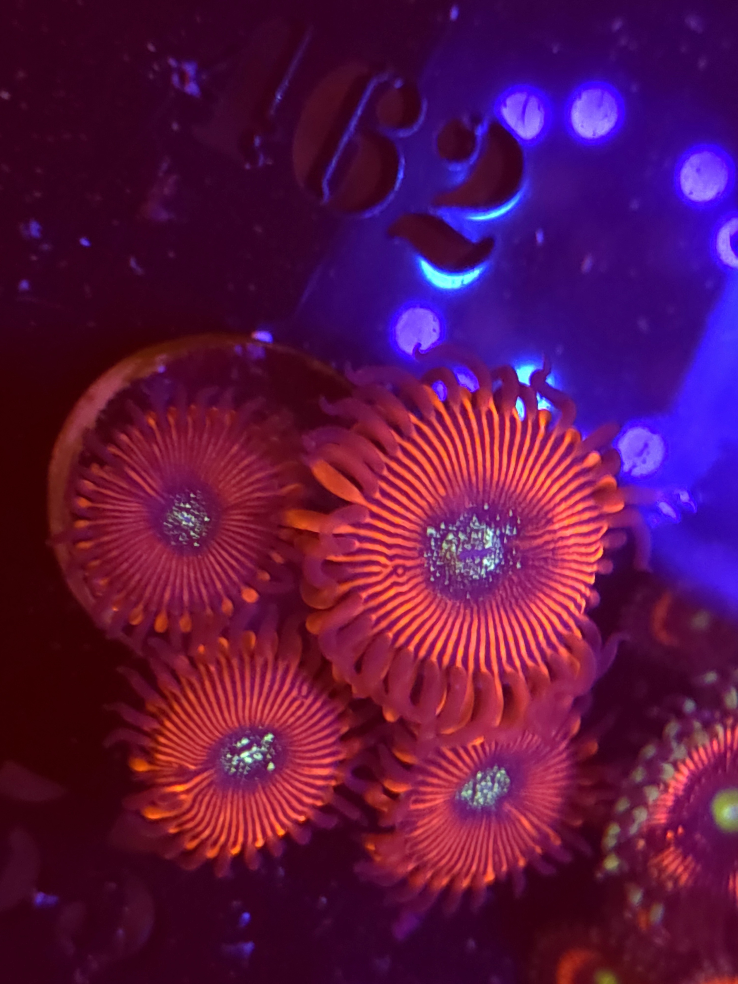 SBB "Magicians" Zoa 4 Polyps