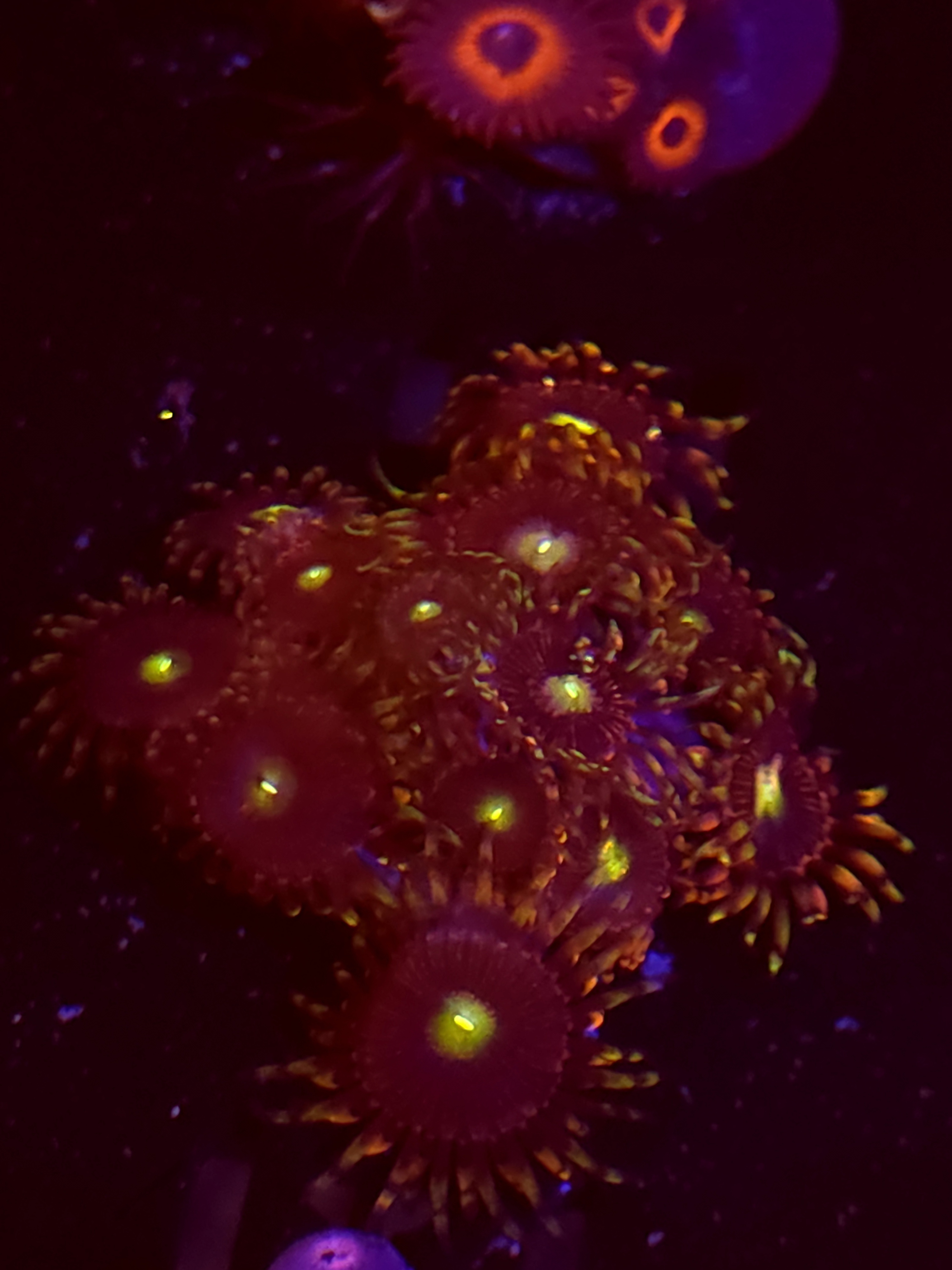 SBB "No Name" Zoa 6 Polyps