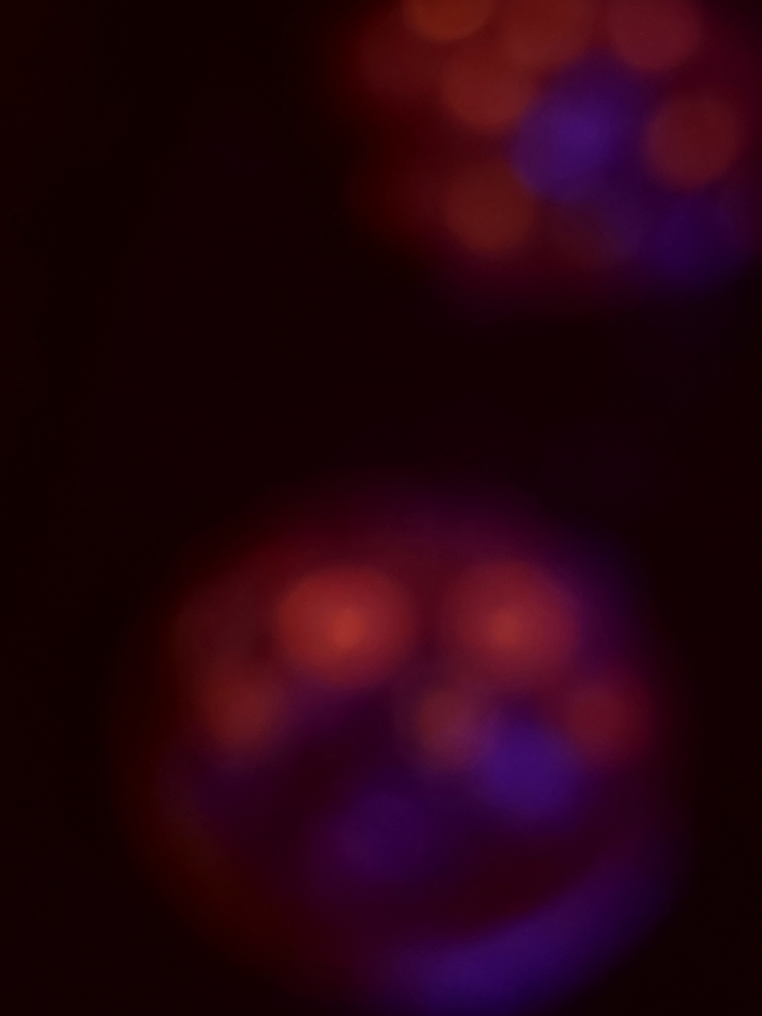 SBB "No Name" Zoa 3 Polyps