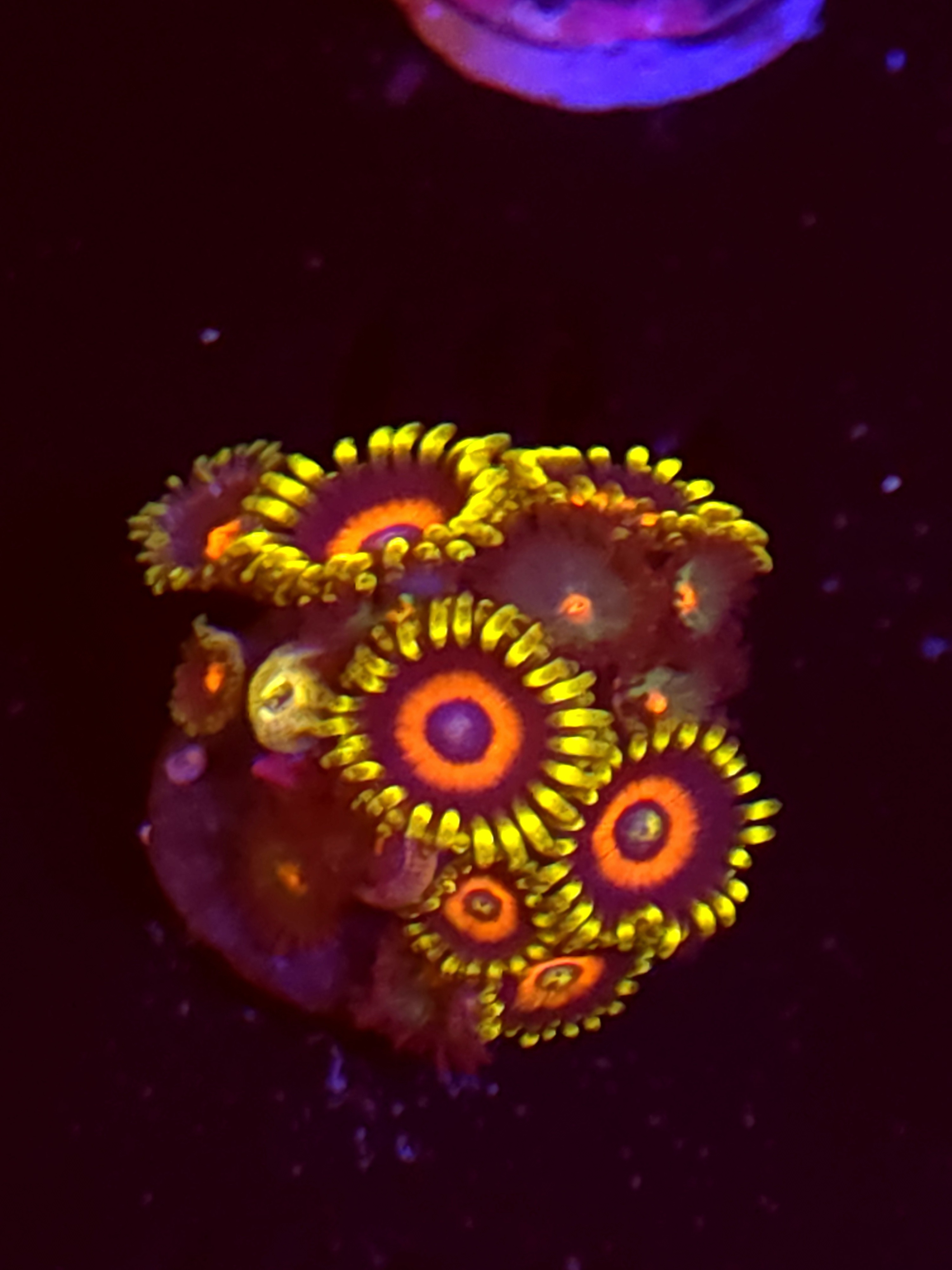 SBB "No Name" Zoa Mini Colony
