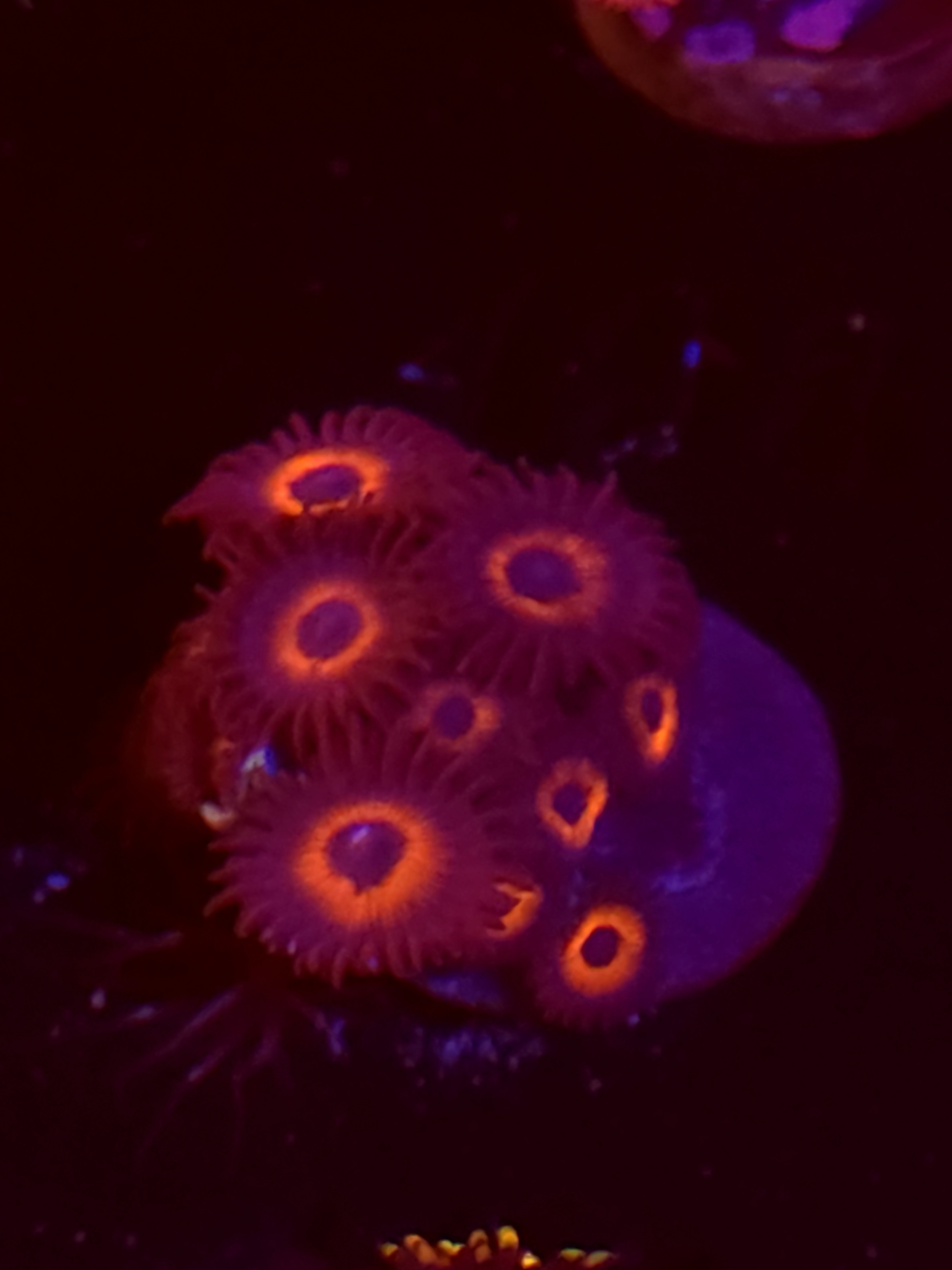 SBB "No Name" Zoa 7 Polyps
