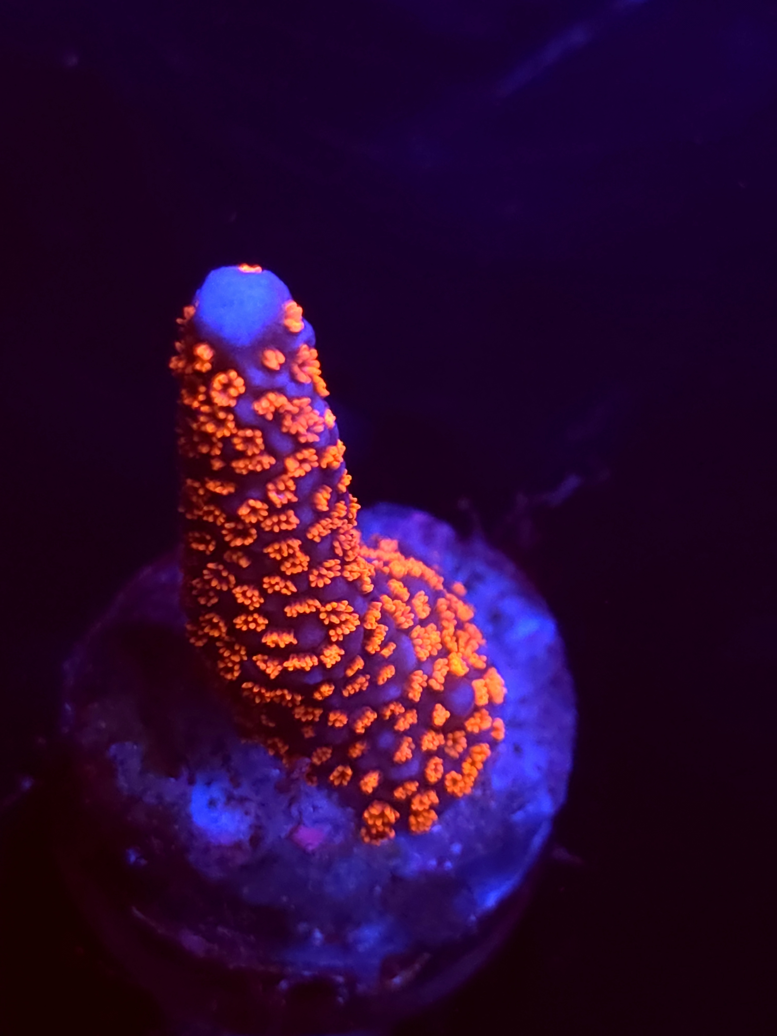SBB "Bubble Digi" Acro Small Branch