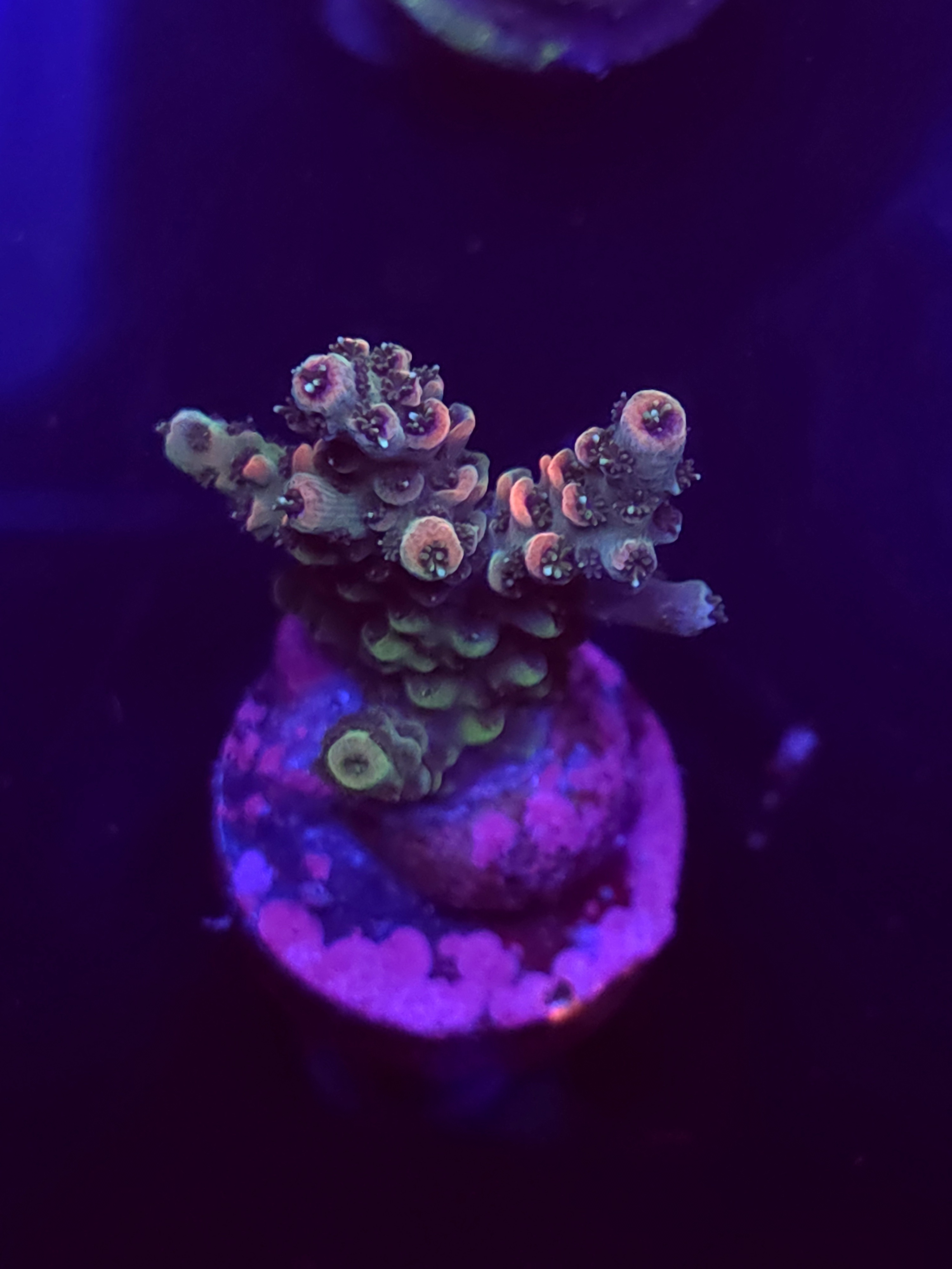 SBB "Chaos Coral" Acro Small 2 Branch