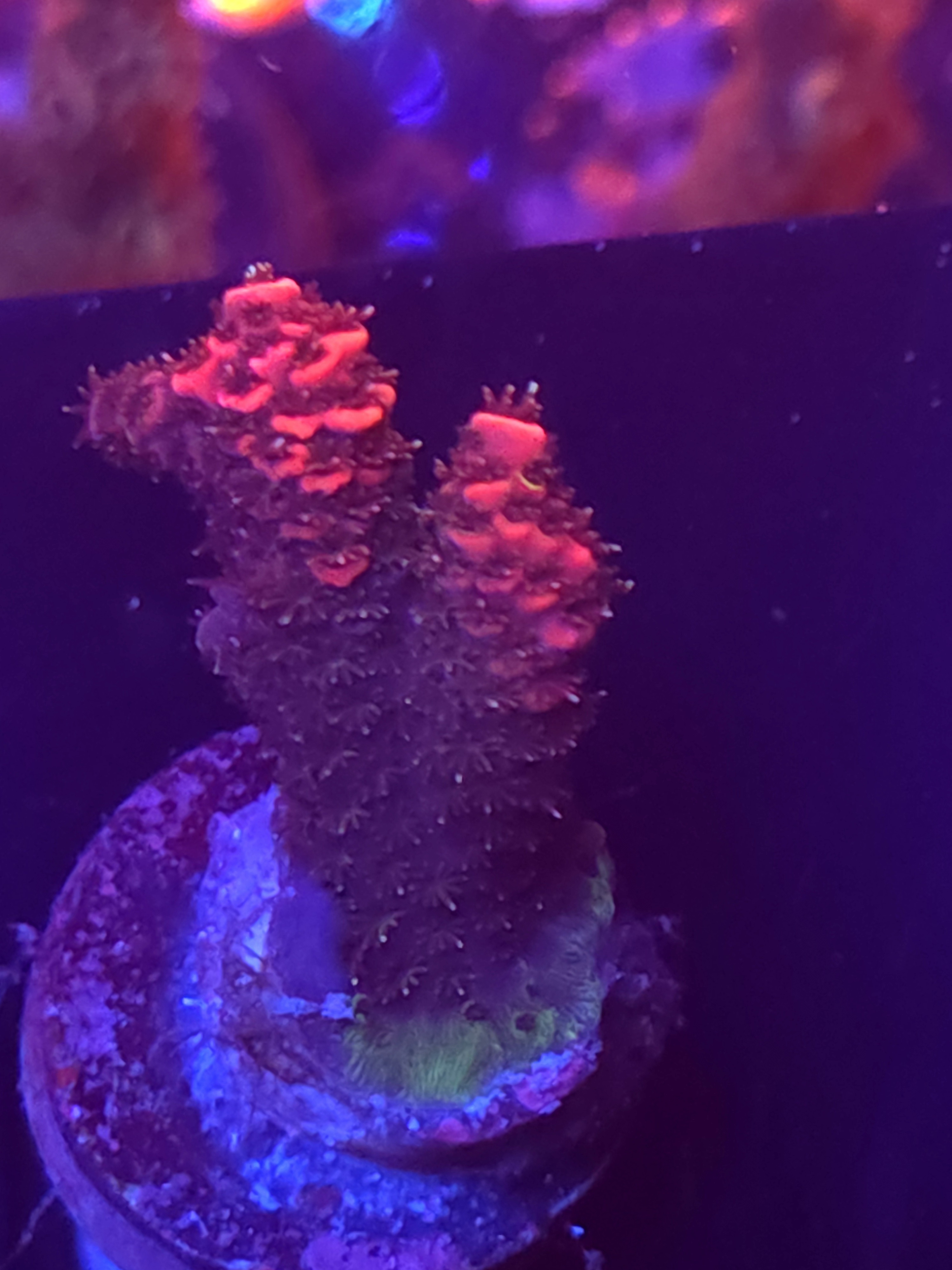 SBB "Bubble Digi" Acro Medium 2 Branch