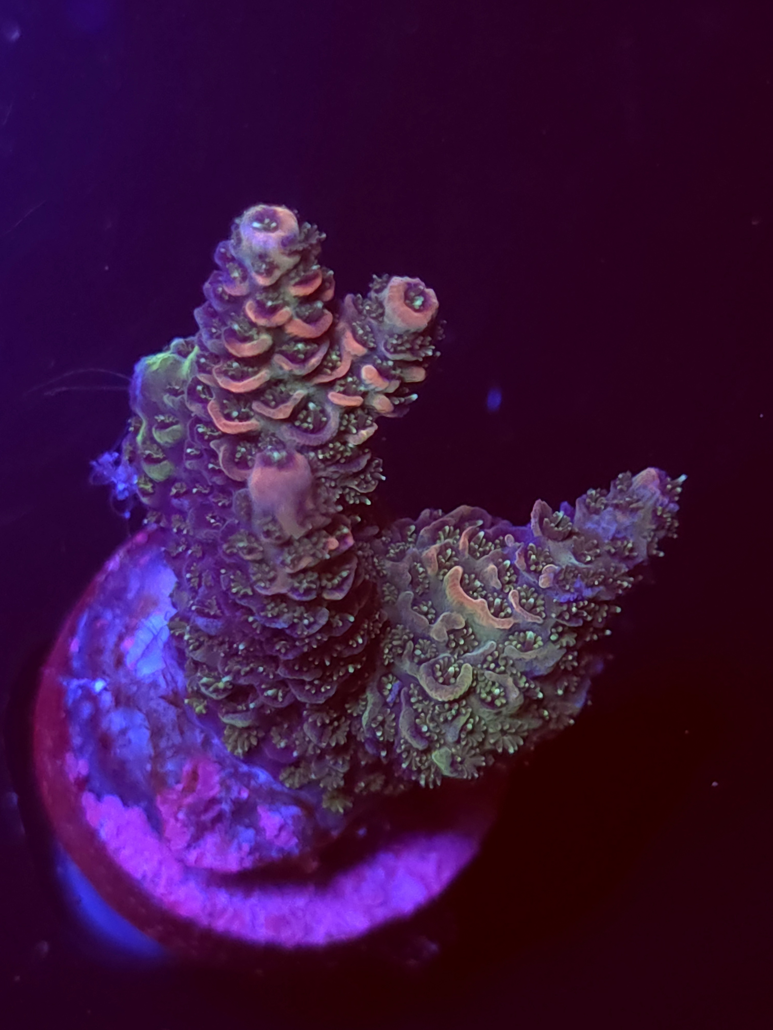 SBB "Chaos Coral" Acro Medium 3 Branch