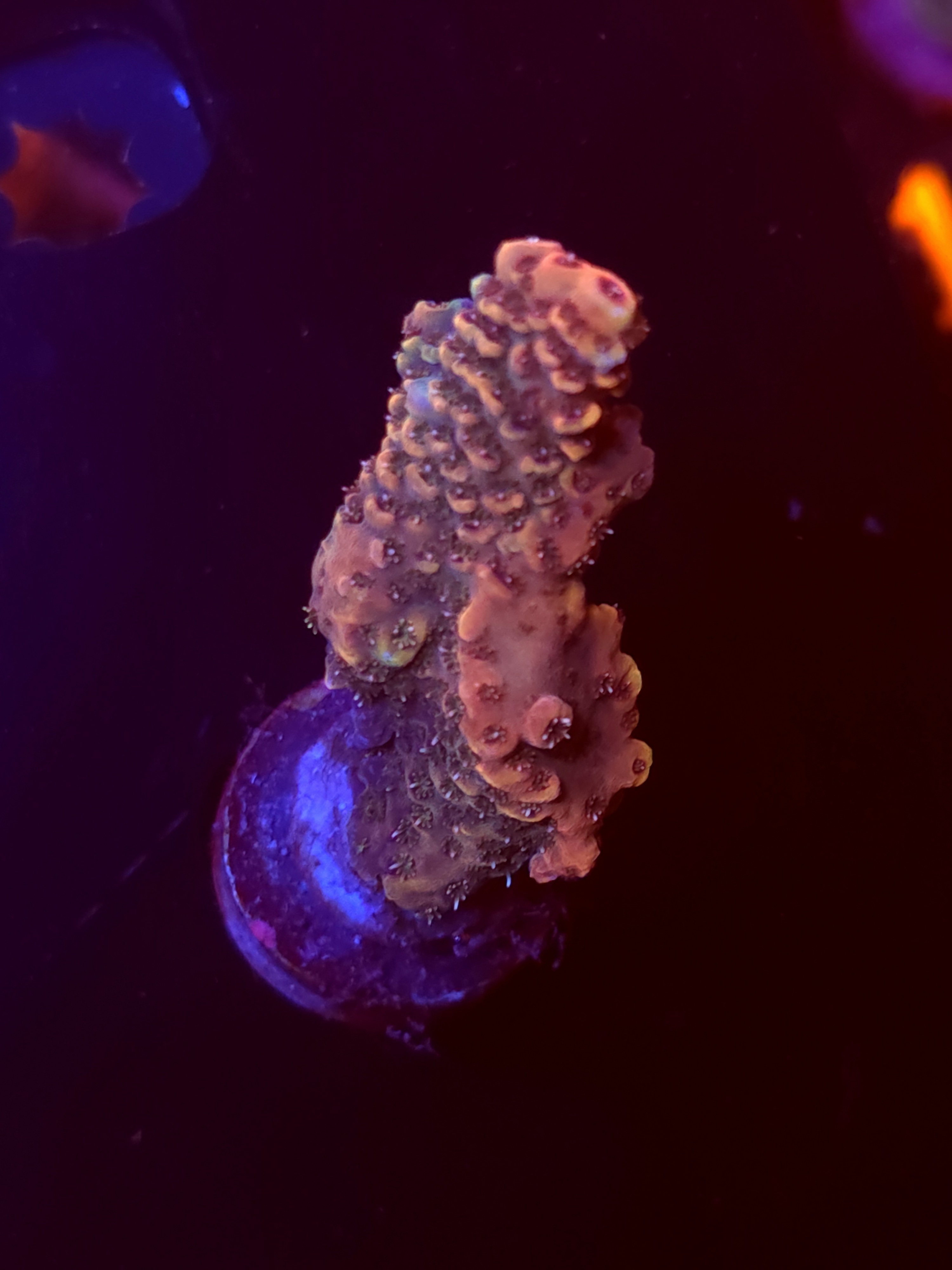 SBB "Frozen Flame" Acro Large Branch