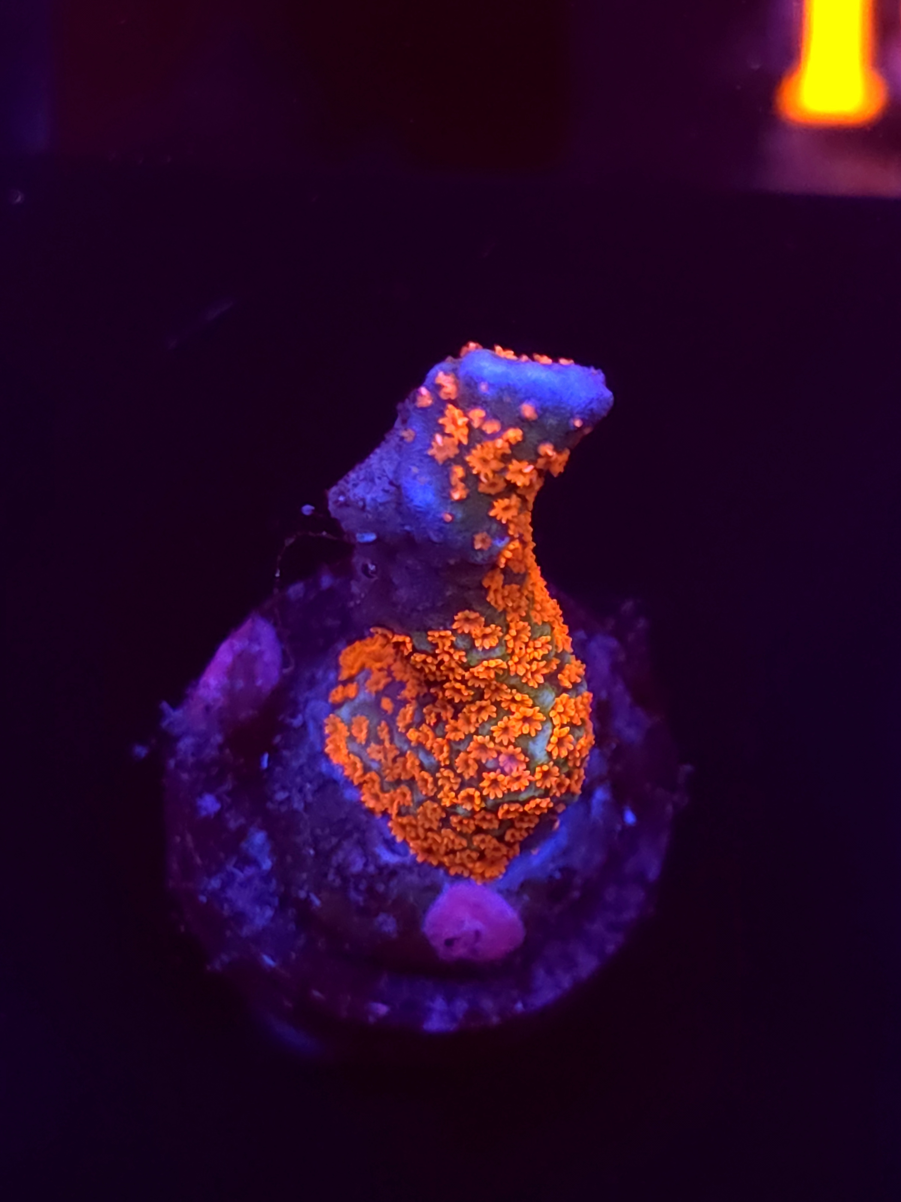 SBB "Bubble Digi" Acro Medium Branch