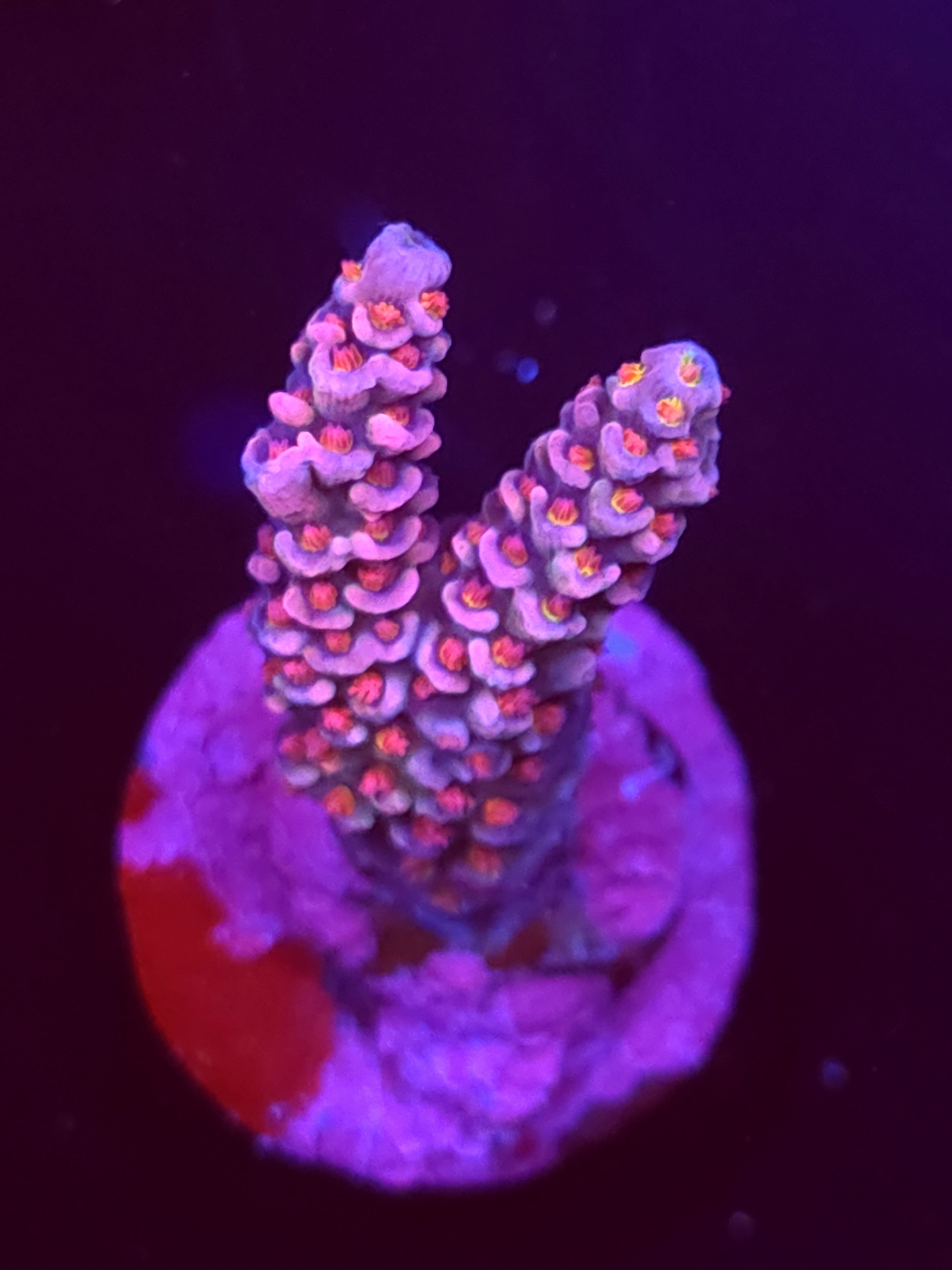 SBB "Candy Flux" Acro Medium 2 Branch