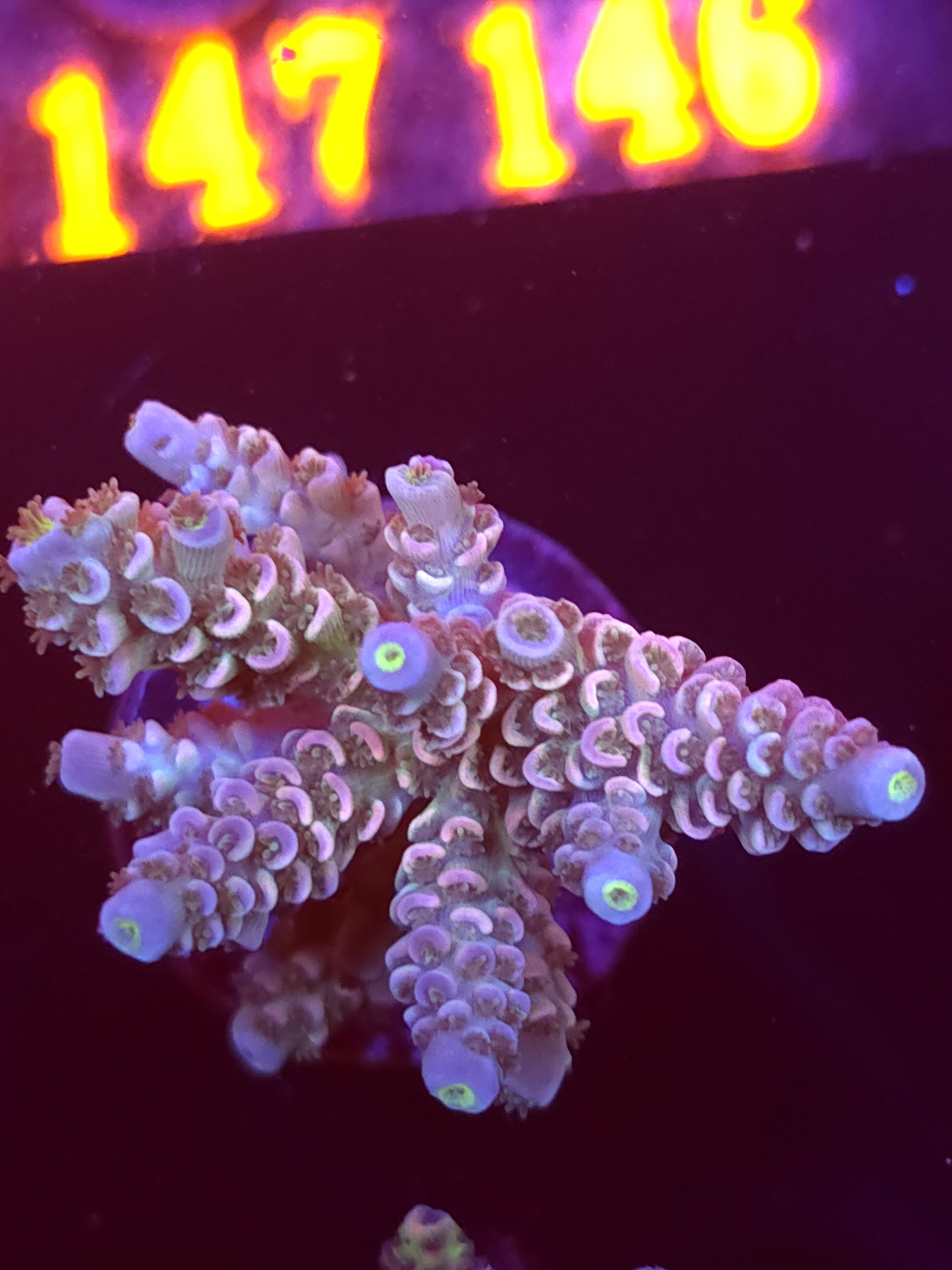 SBB "Vanilla Sky" Acro Large Multibranch Colony