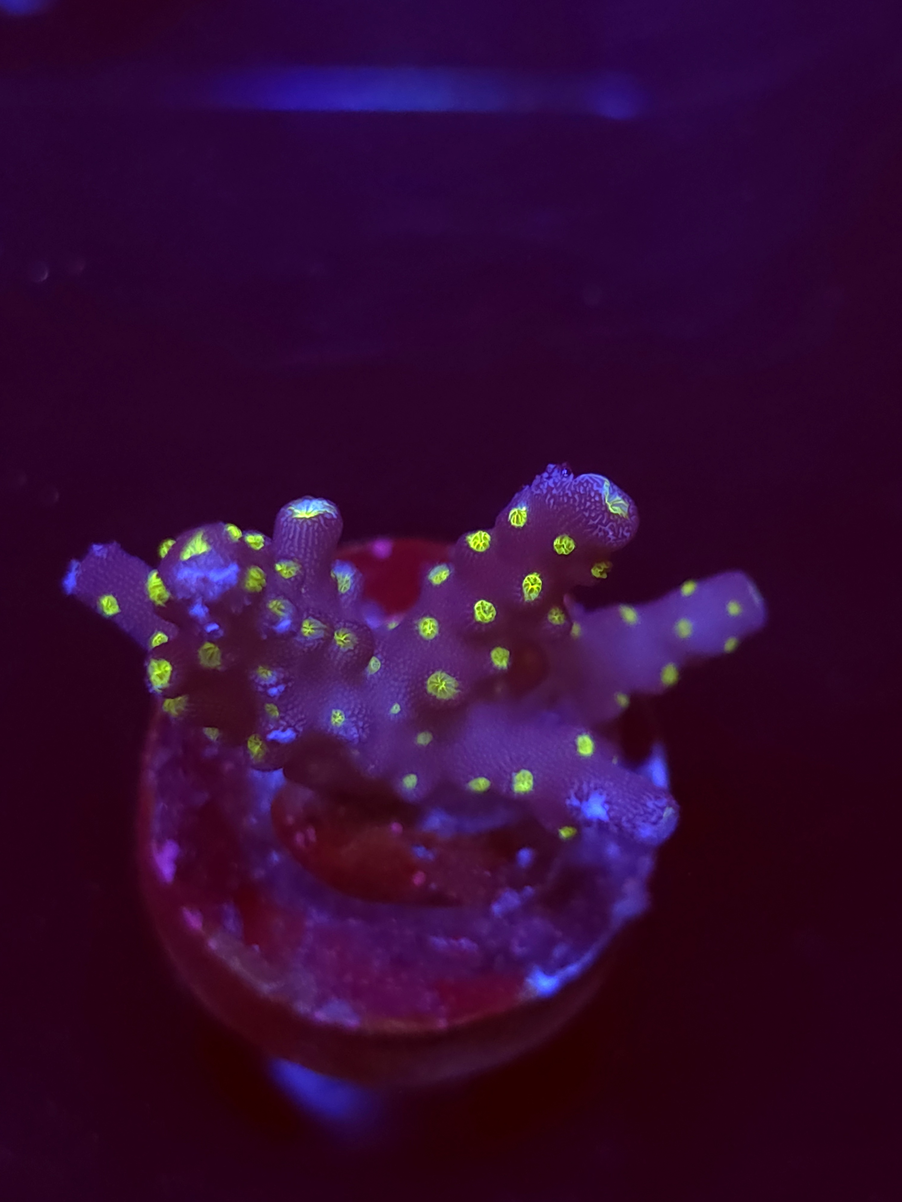 SBB "Light Saber" Acro Small Multibranch