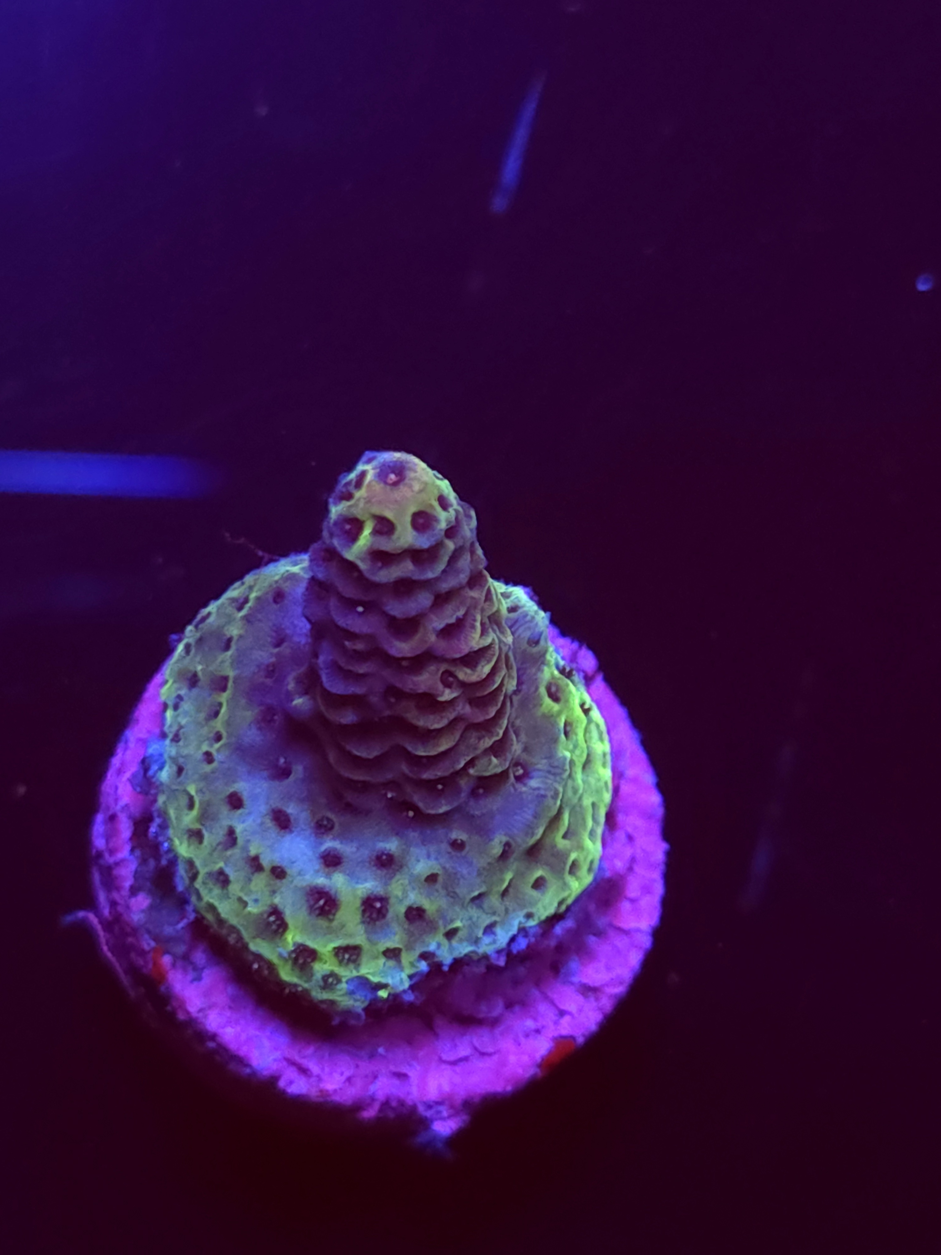 SBB "Bubble Prism" Acro Small Branch