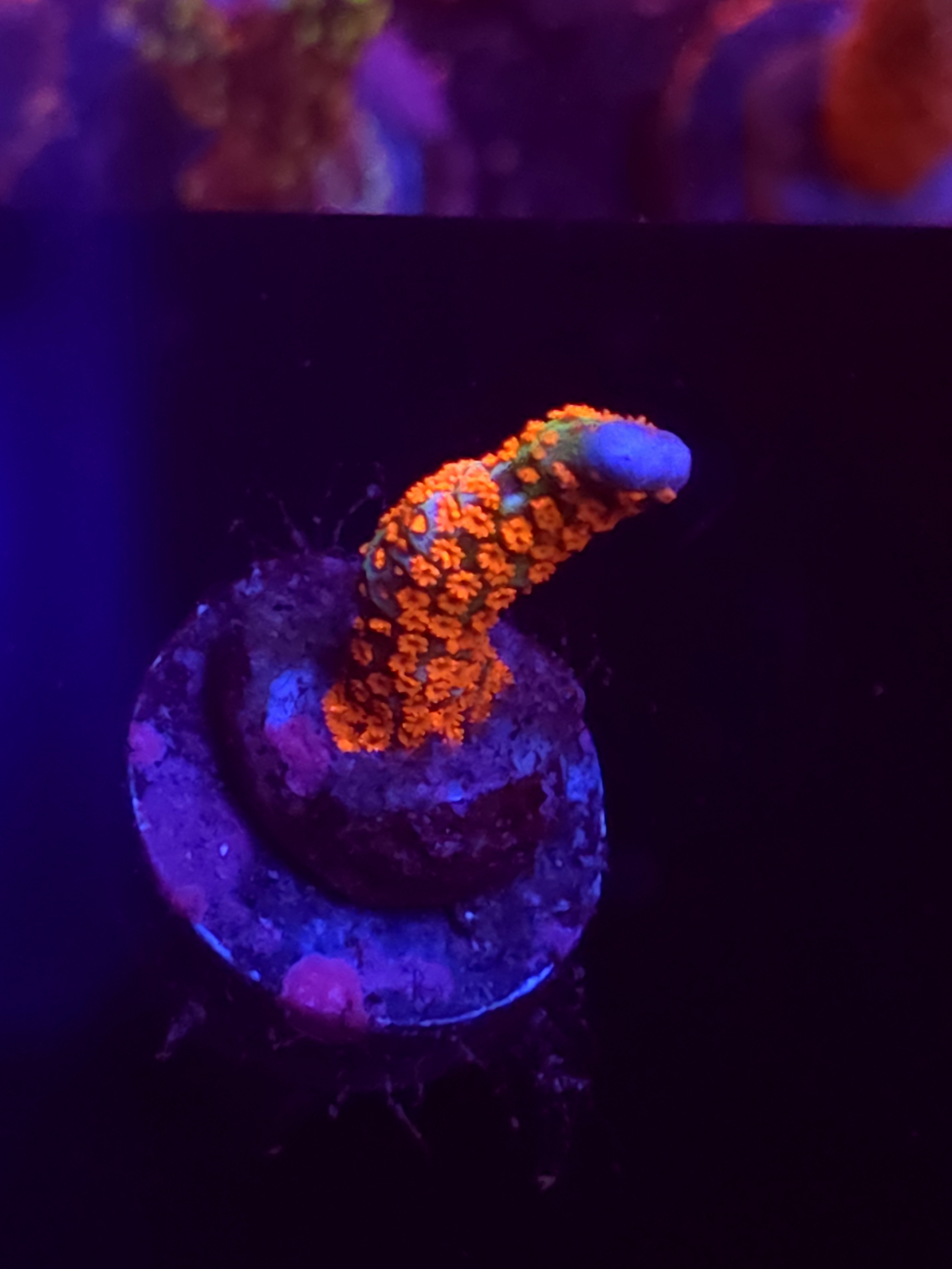 SBB "Bubble Digi" Acro Medium Branch